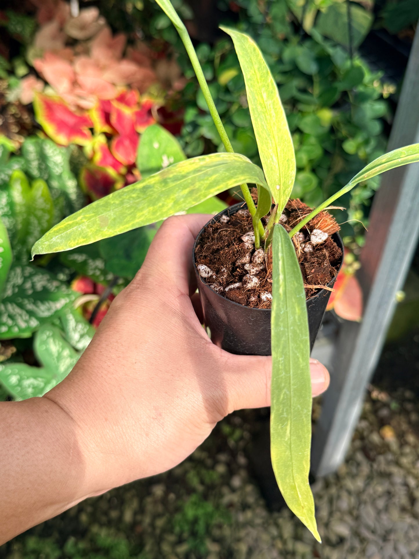 Anthurium vittariifolium Variegata M29
