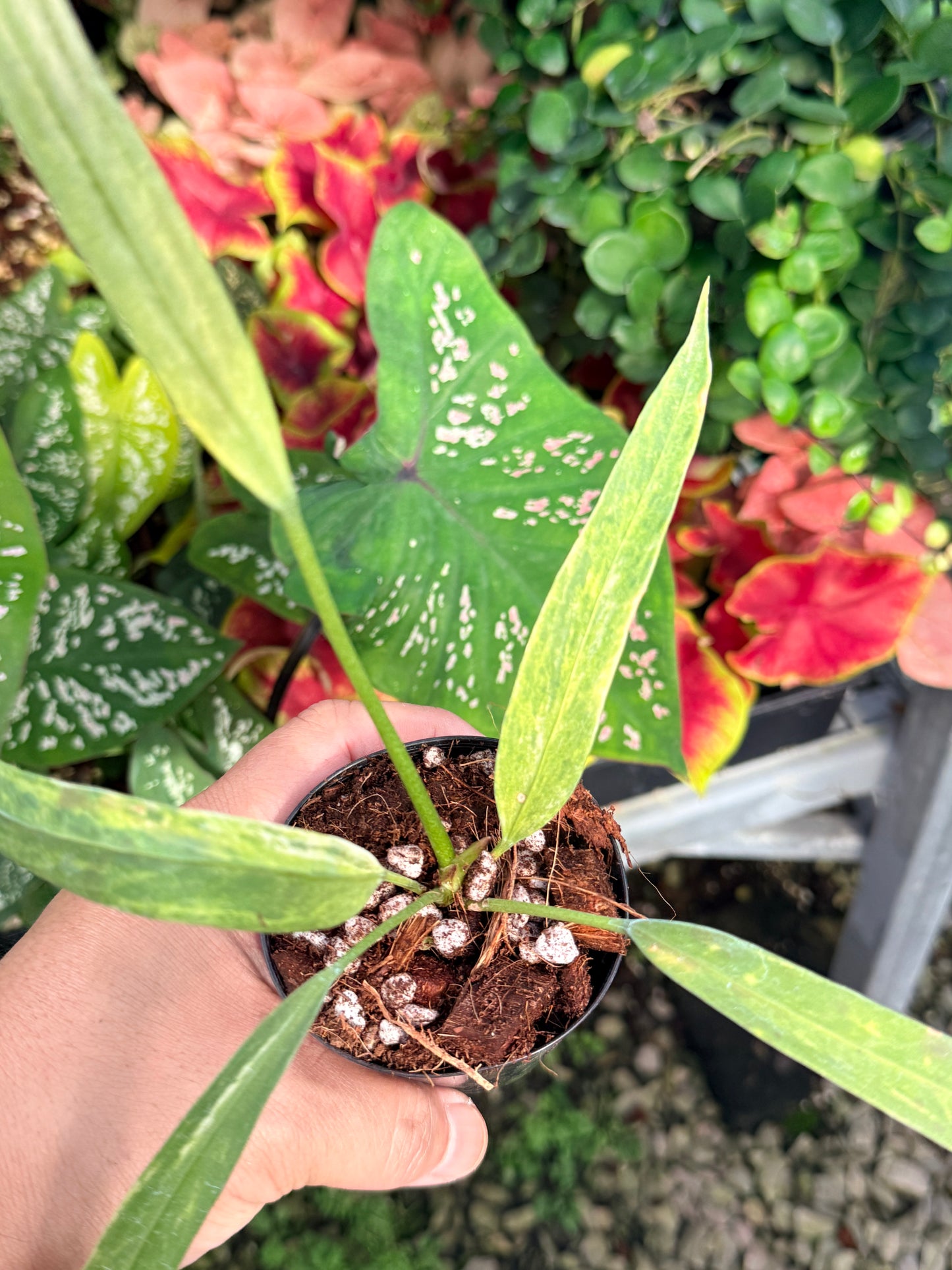 Anthurium vittariifolium Variegata M29