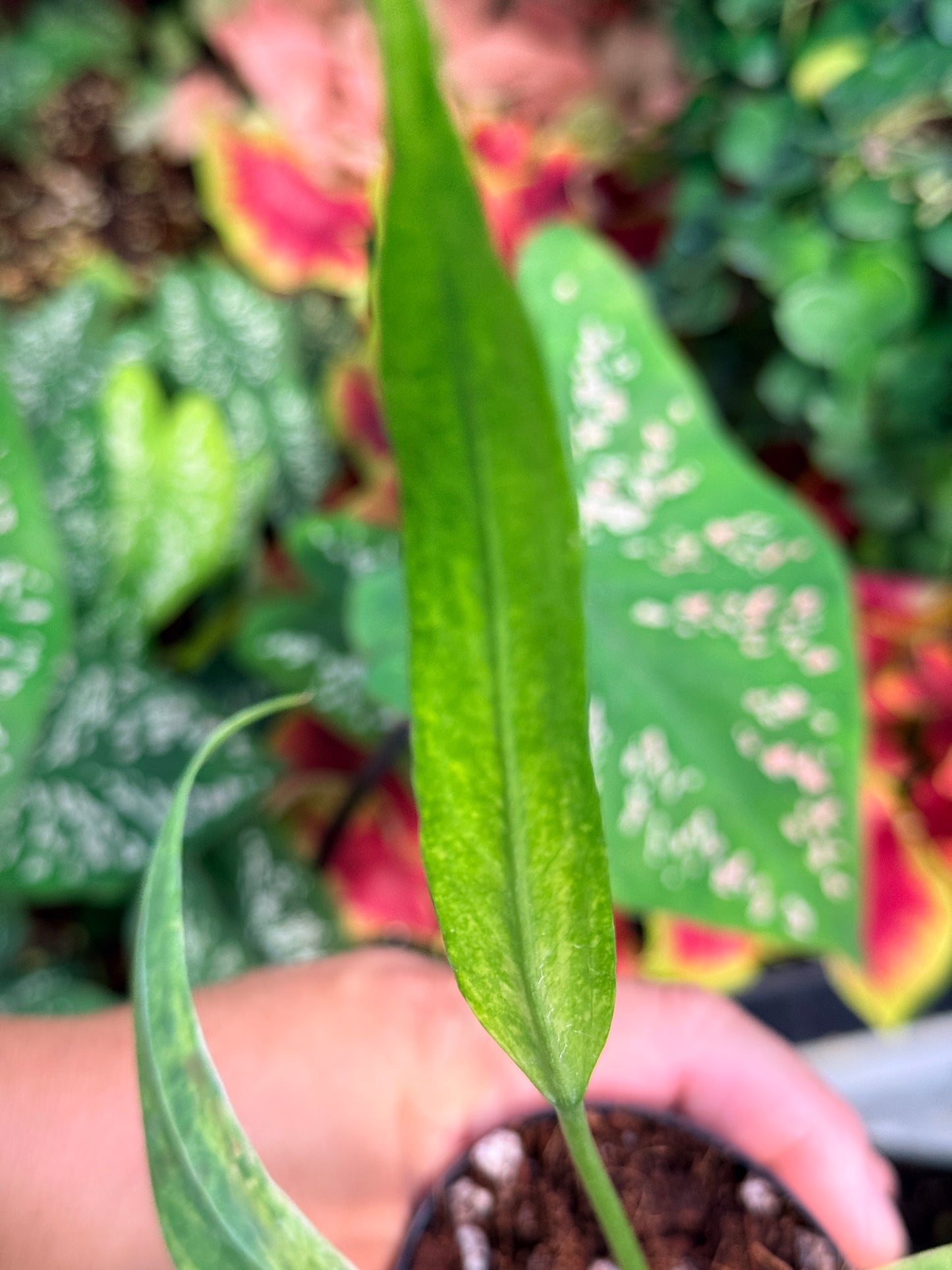 Anthurium vittariifolium Variegata M29