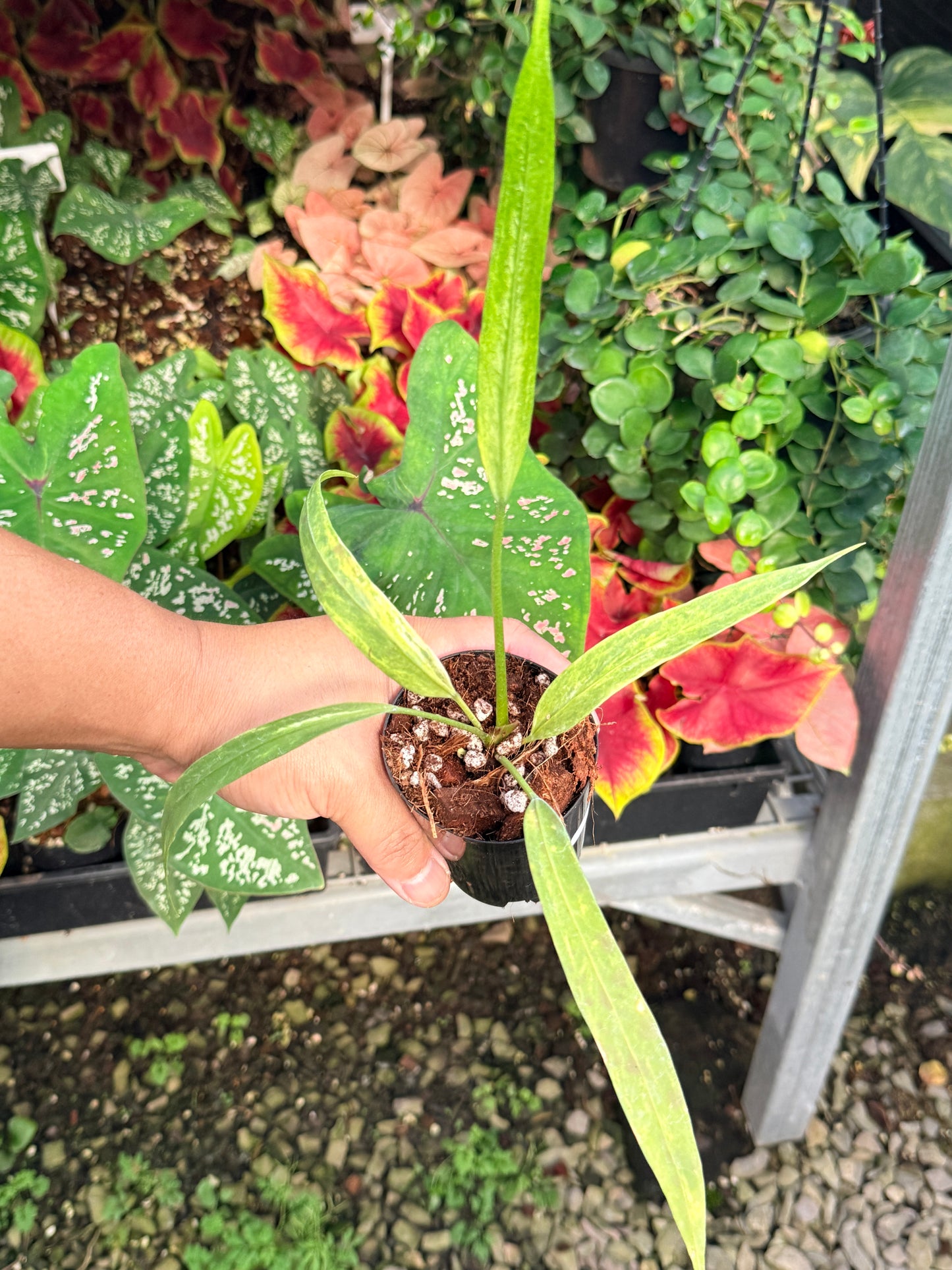 Anthurium vittariifolium Variegata M29
