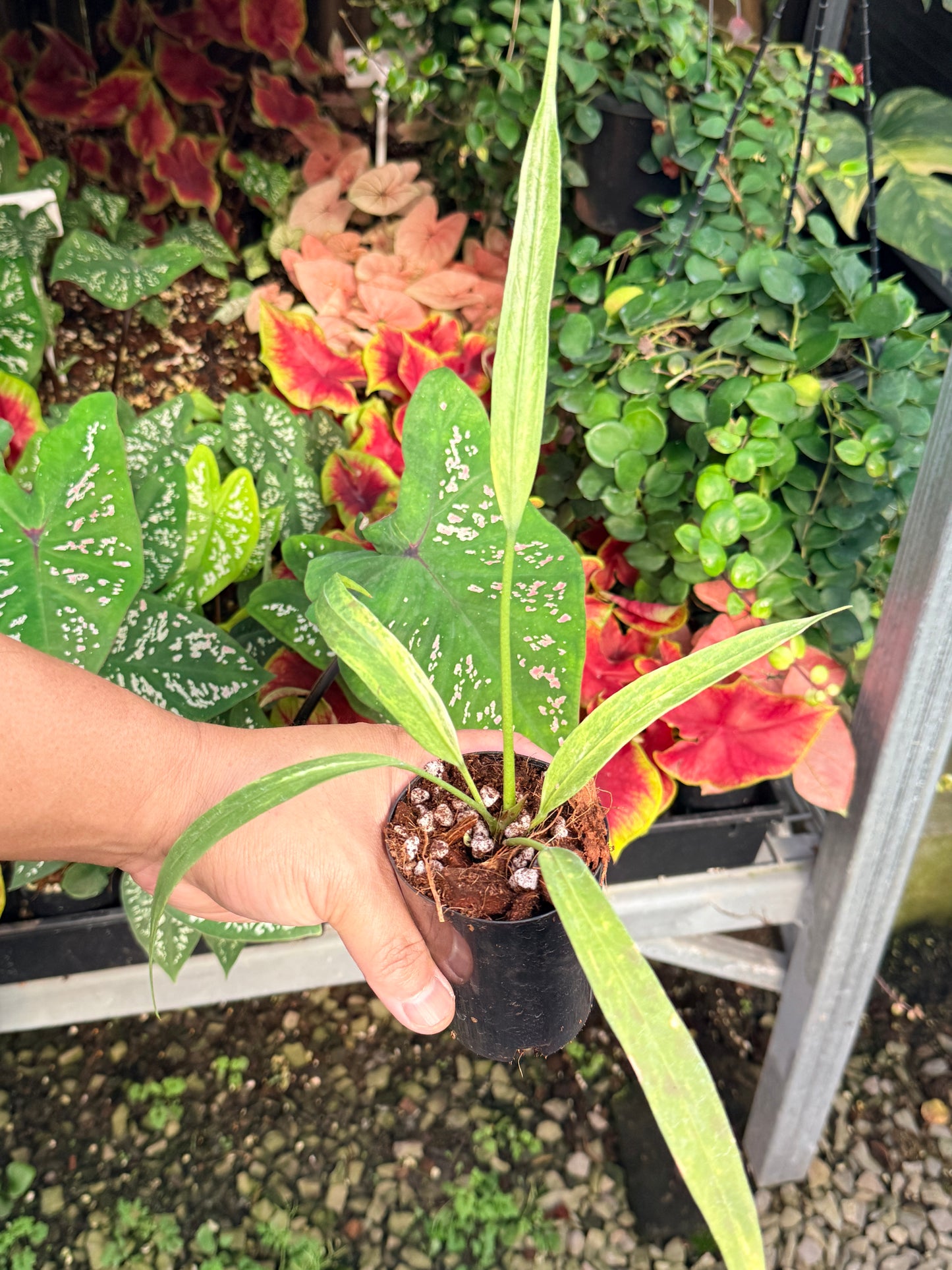Anthurium vittariifolium Variegata M29