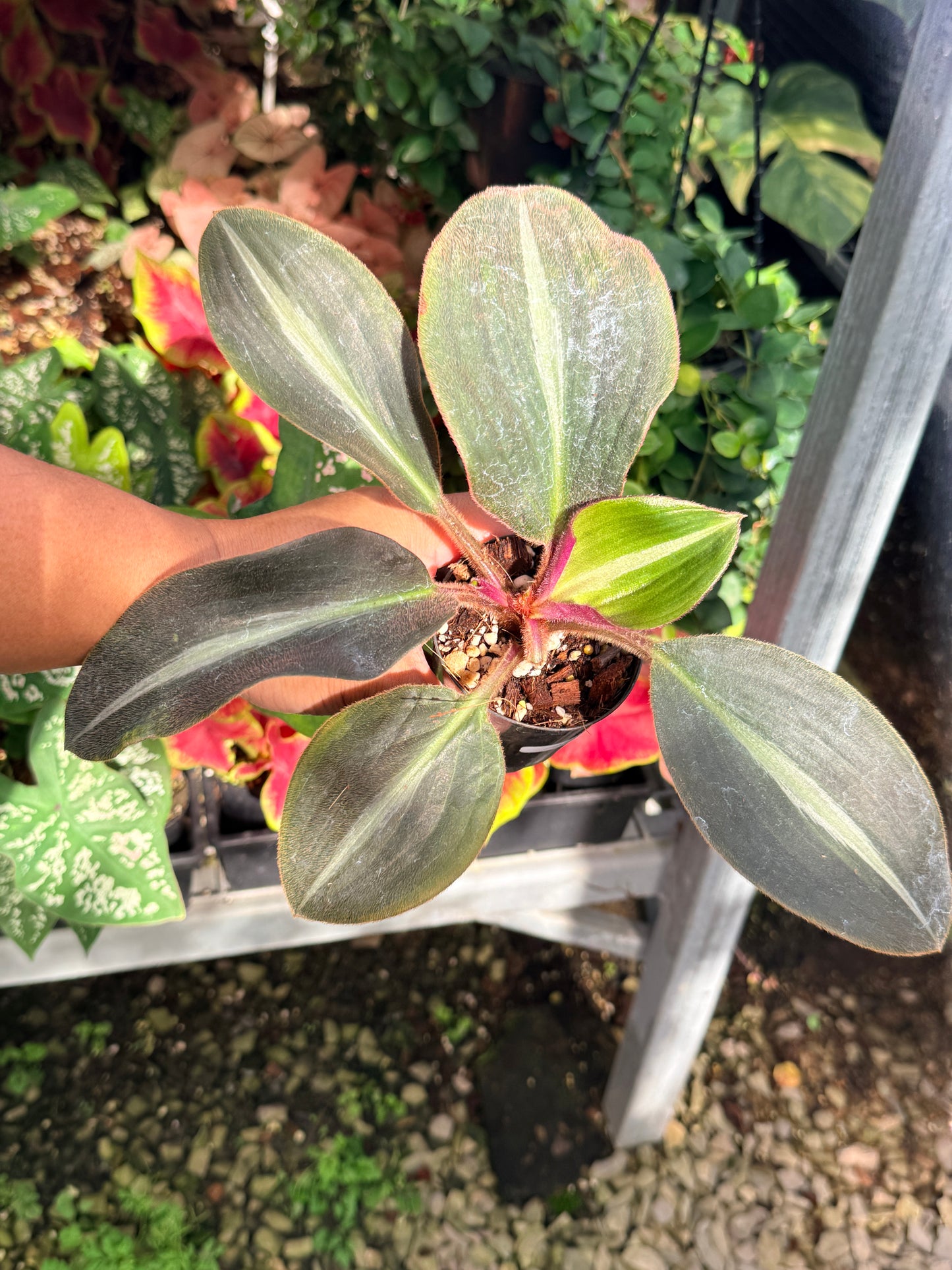 Siderasis Fuscata 'Brown Spiderwort' M14