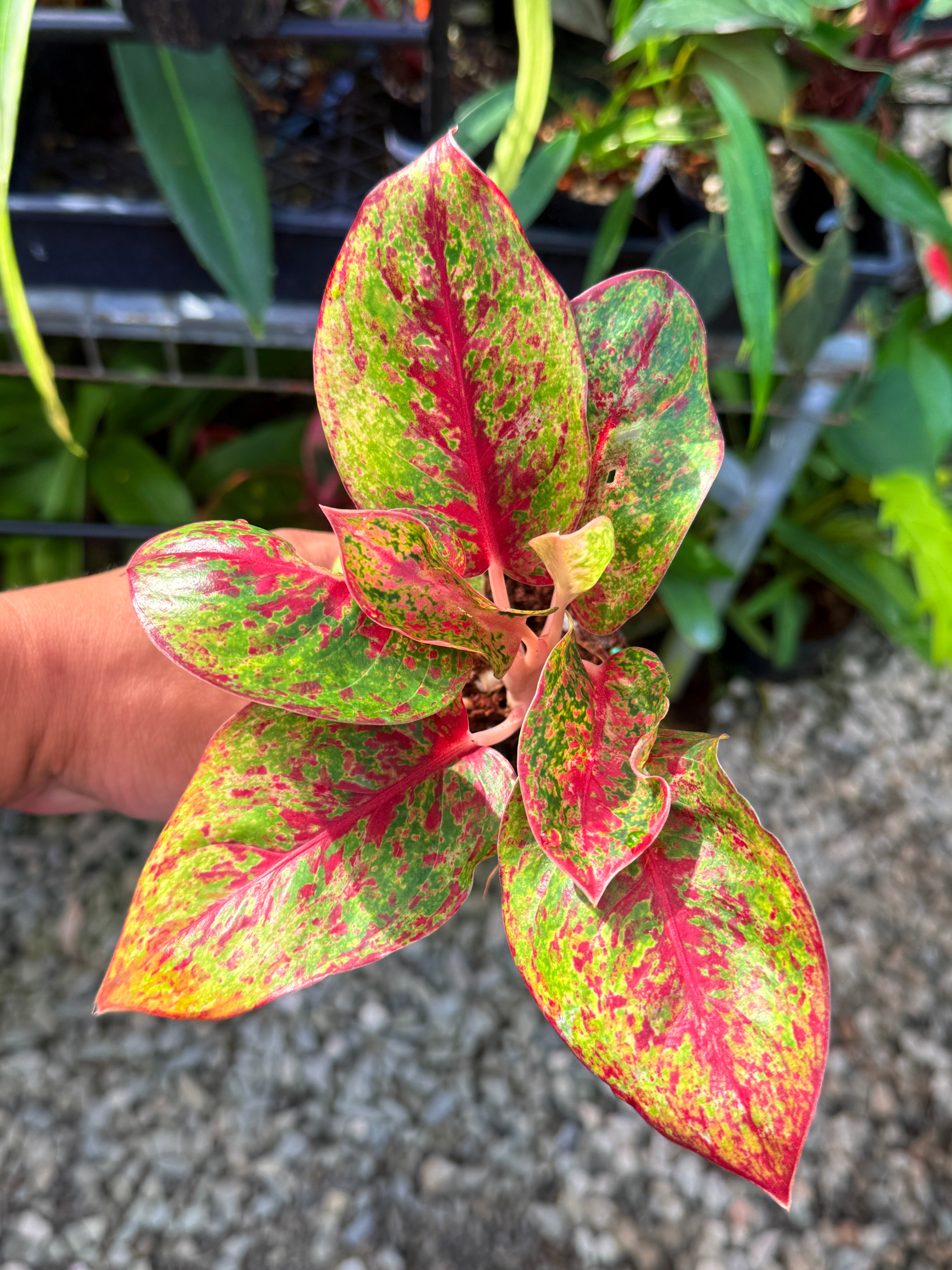 Aglaonema 'Fireworks' V41 – FNQ Tropical Plants