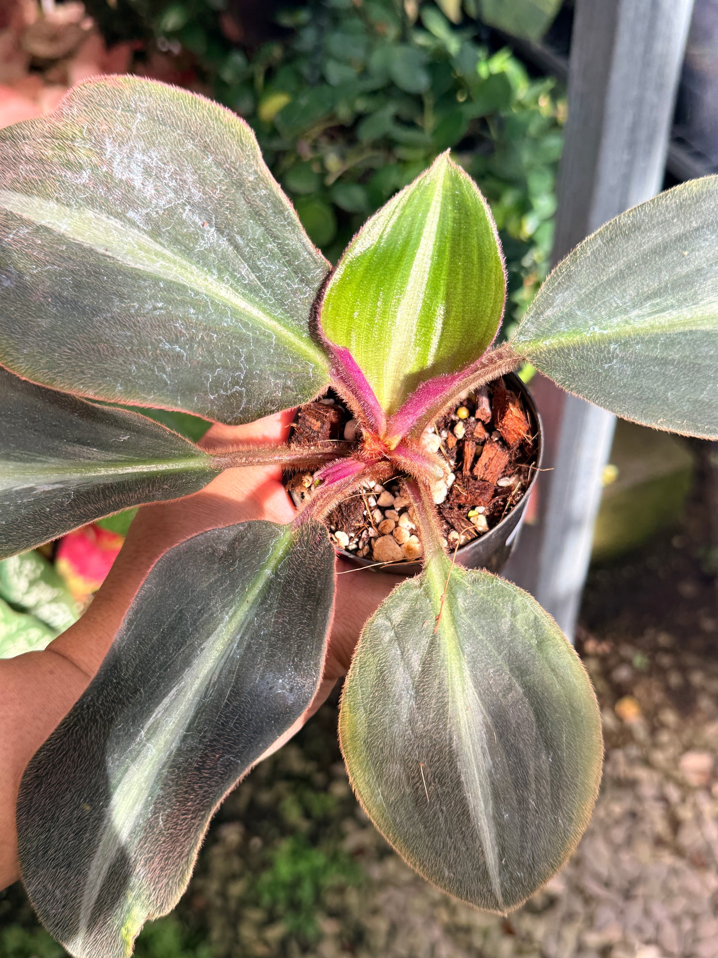 Siderasis Fuscata 'Brown Spiderwort' M14