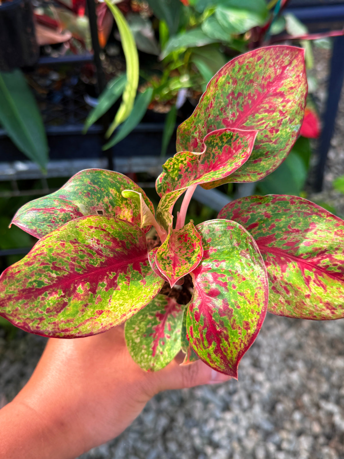 Aglaonema 'Fireworks' V41