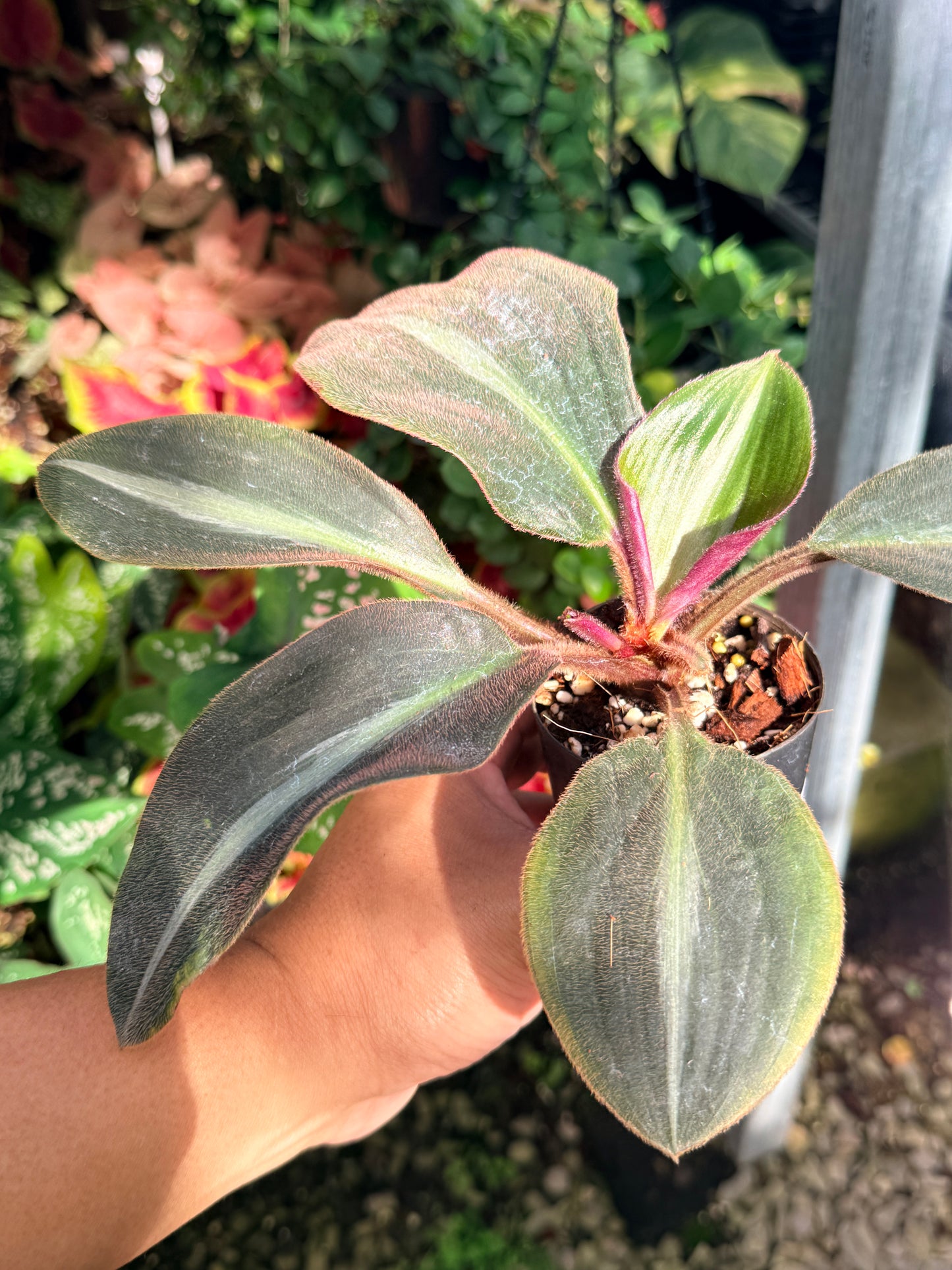 Siderasis Fuscata 'Brown Spiderwort' M14