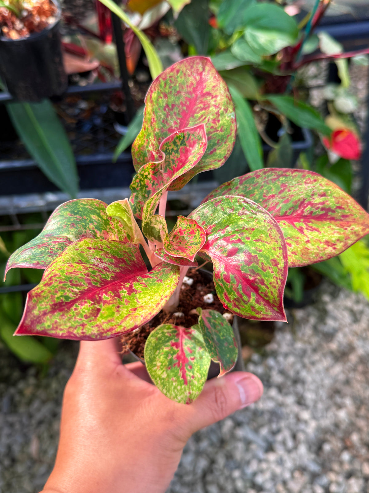 Aglaonema 'Fireworks' V41