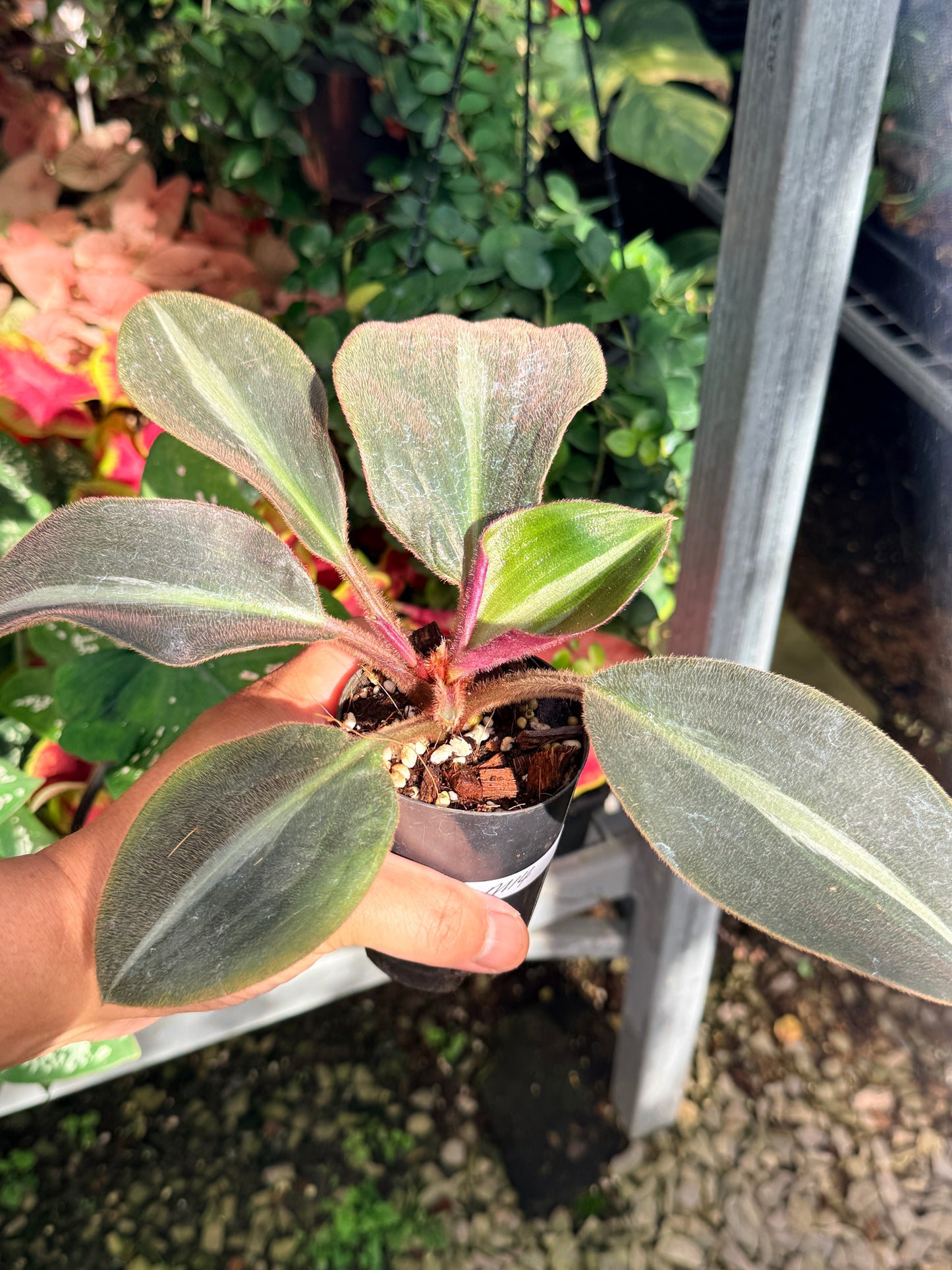 Siderasis Fuscata 'Brown Spiderwort' M14