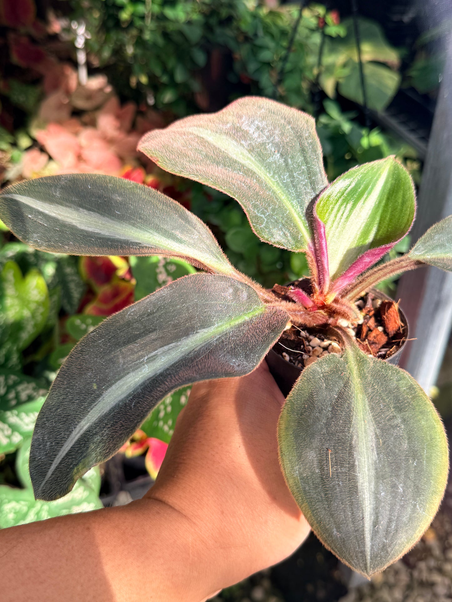 Siderasis Fuscata 'Brown Spiderwort' M14
