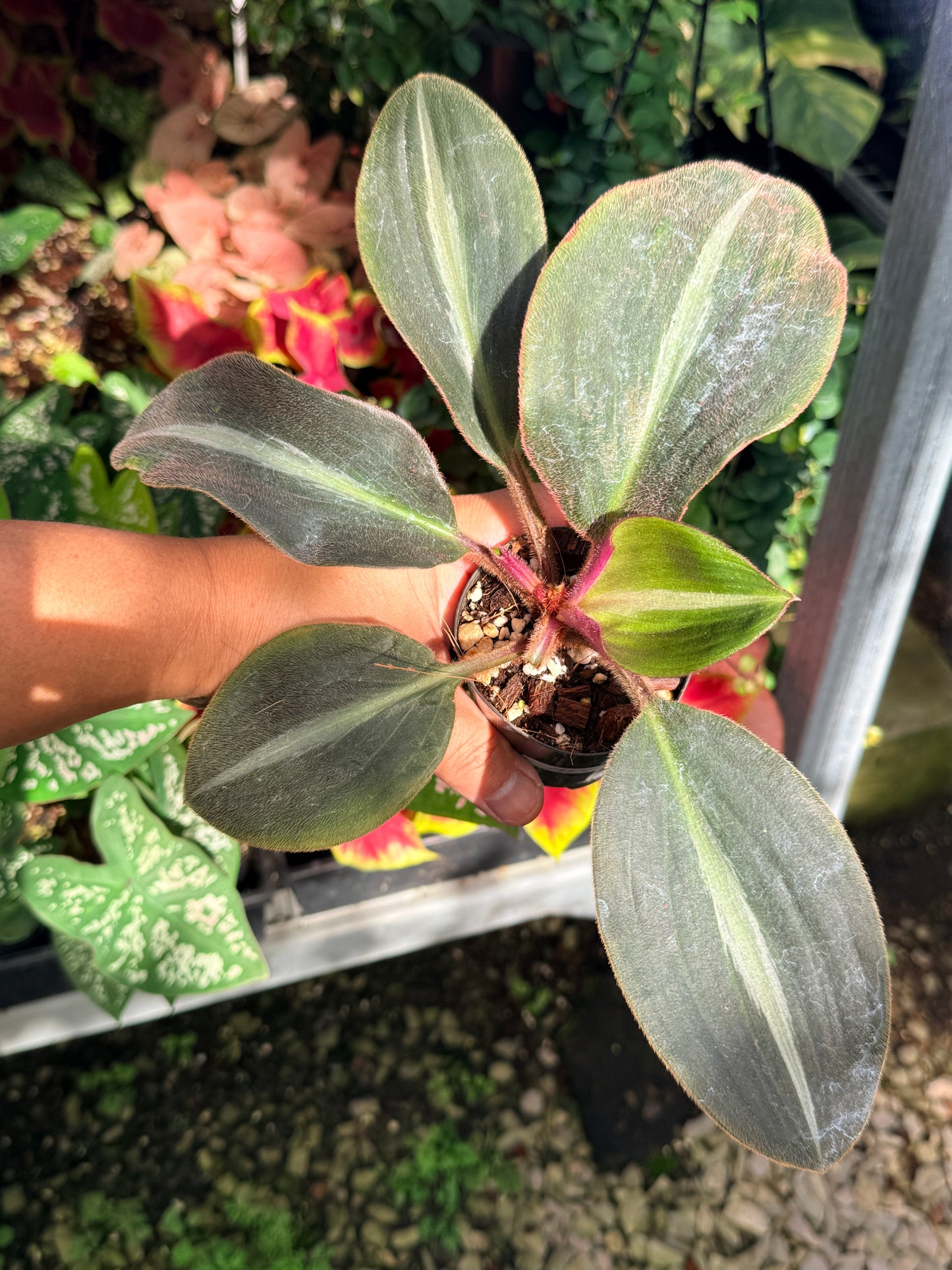 Siderasis Fuscata 'Brown Spiderwort' M14