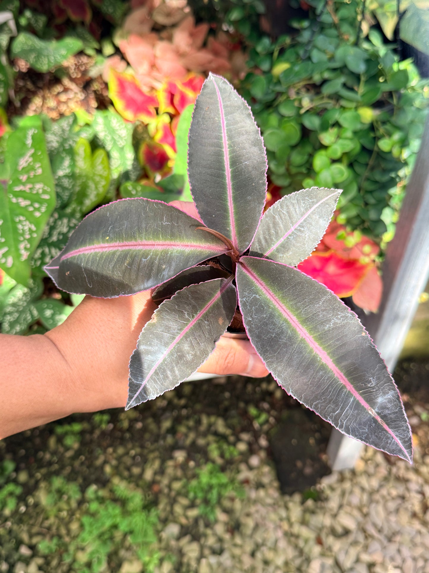 Labisia 'Pumila' M11