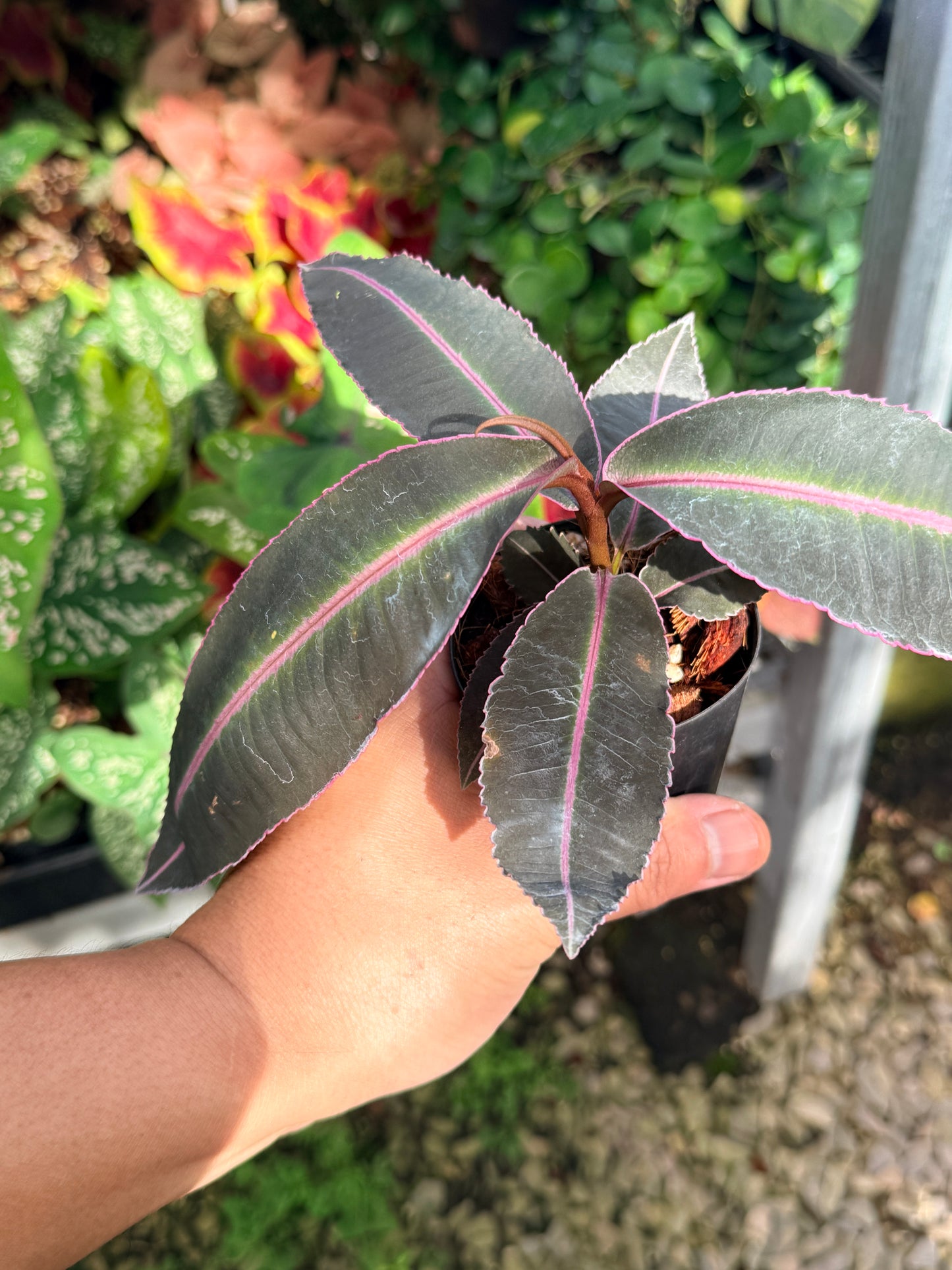 Labisia 'Pumila' M11