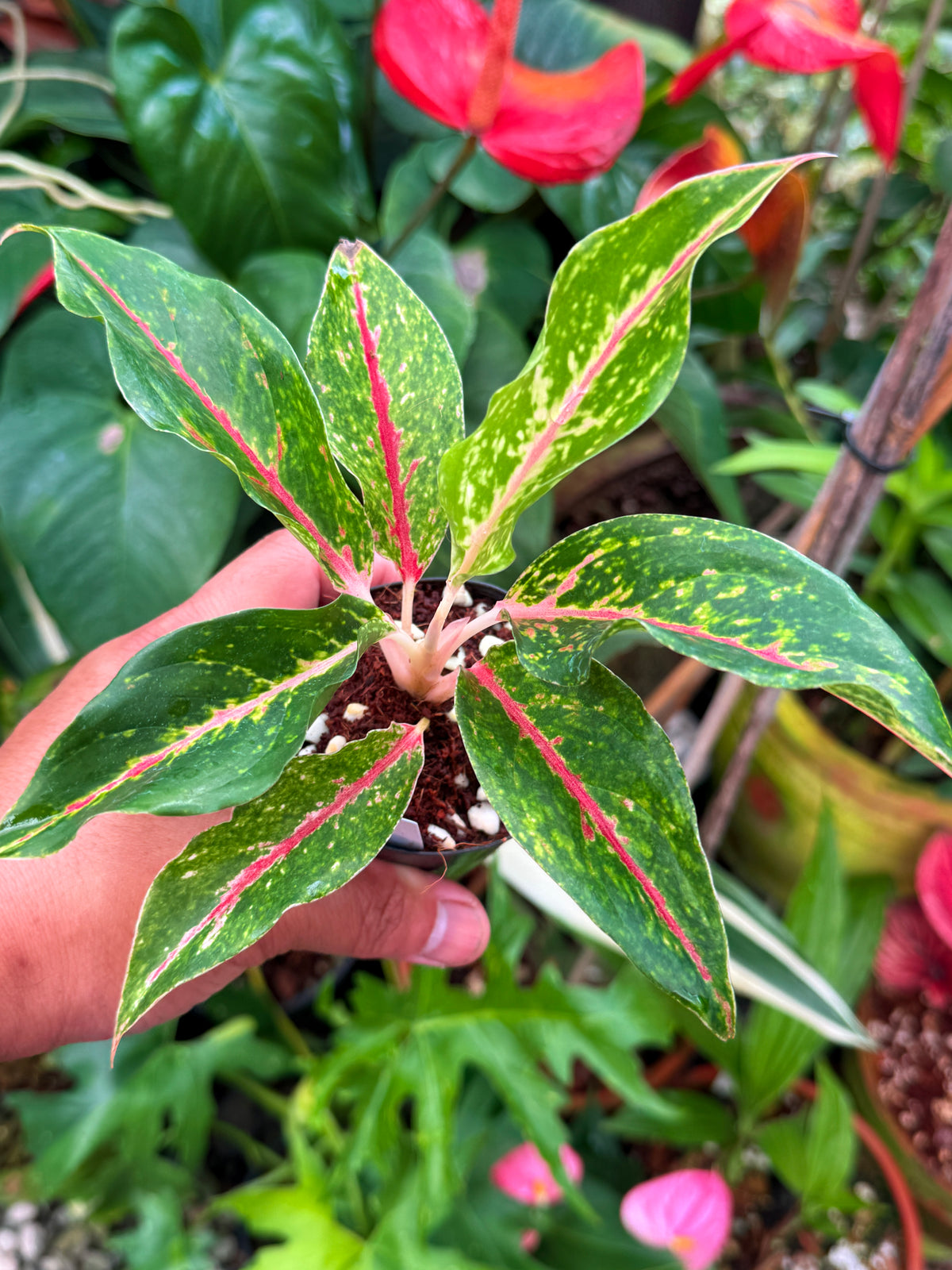 Aglaonema 'Night Sparkle' V46