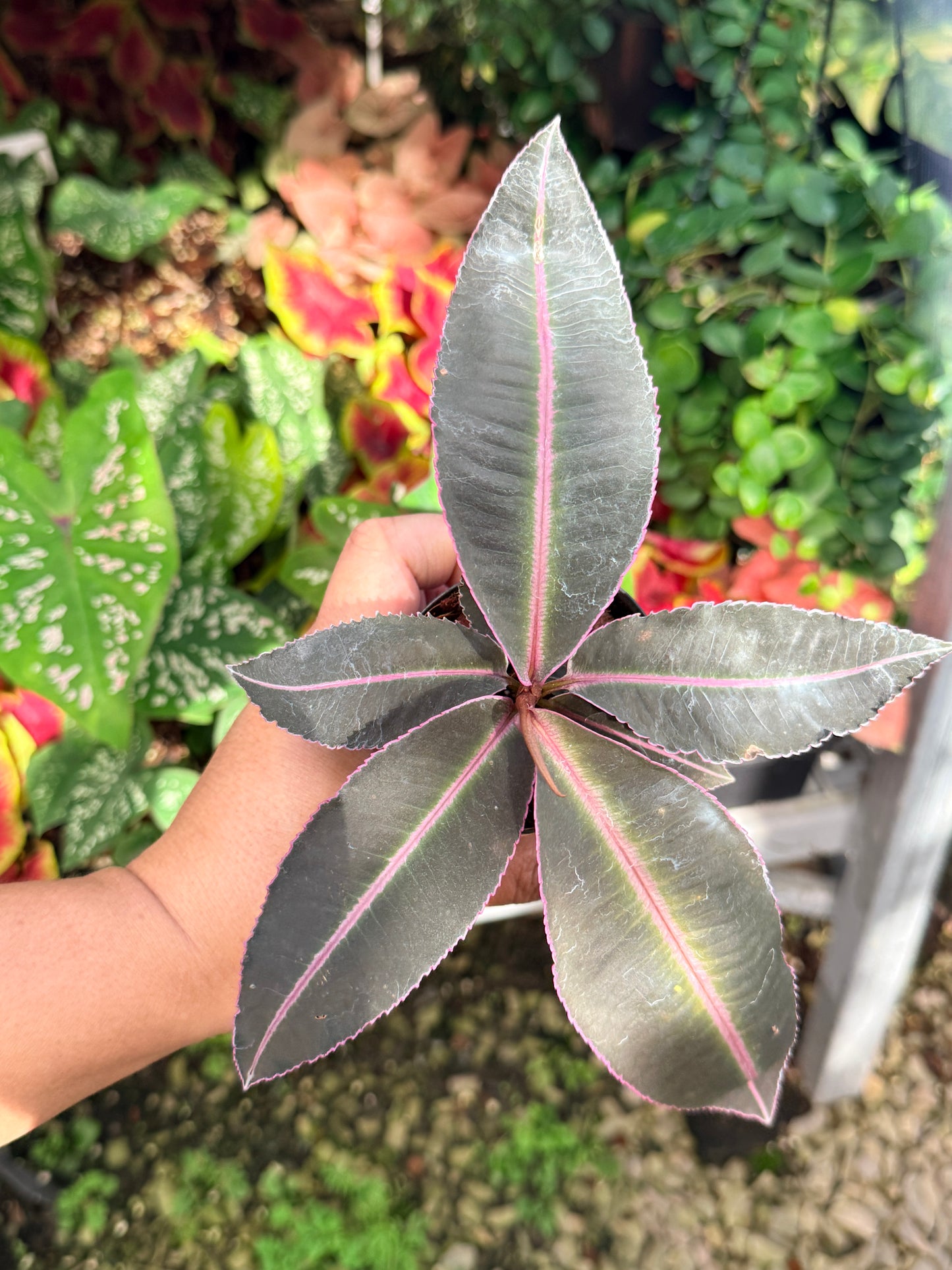 Labisia 'Pumila' M11