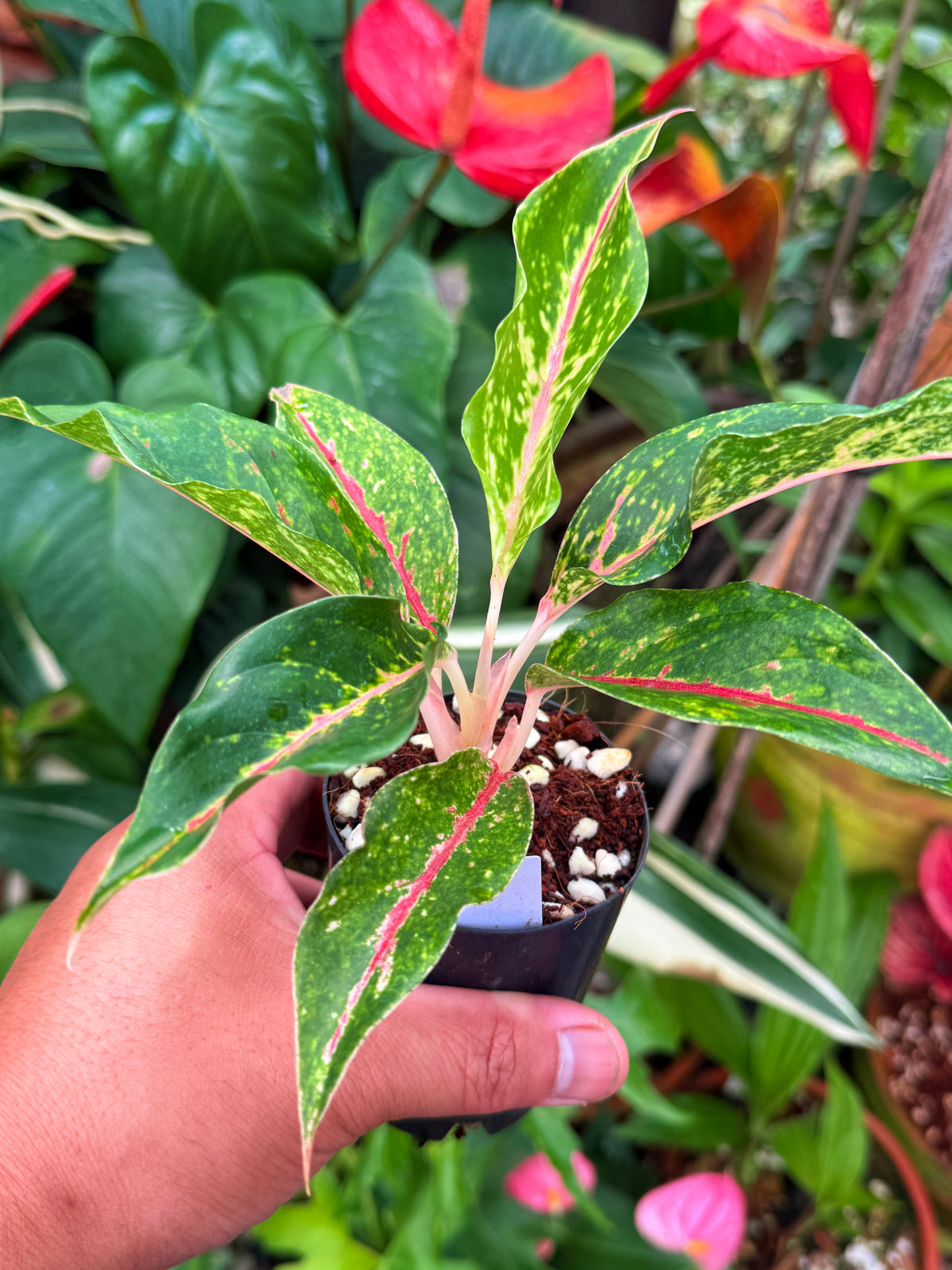 Aglaonema 'Night Sparkle' V46