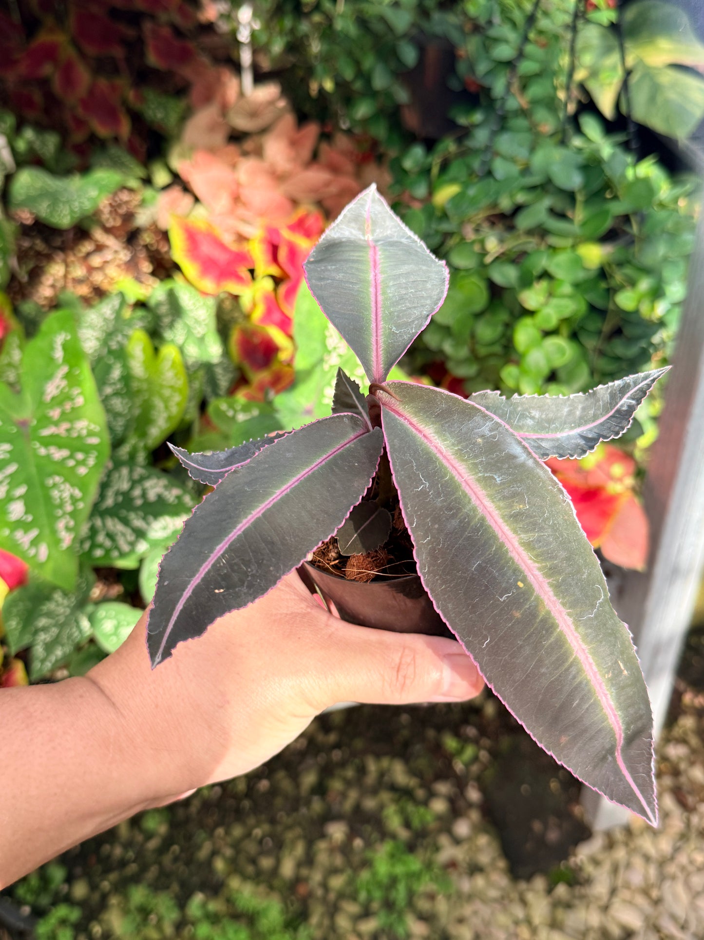 Labisia 'Pumila' M11