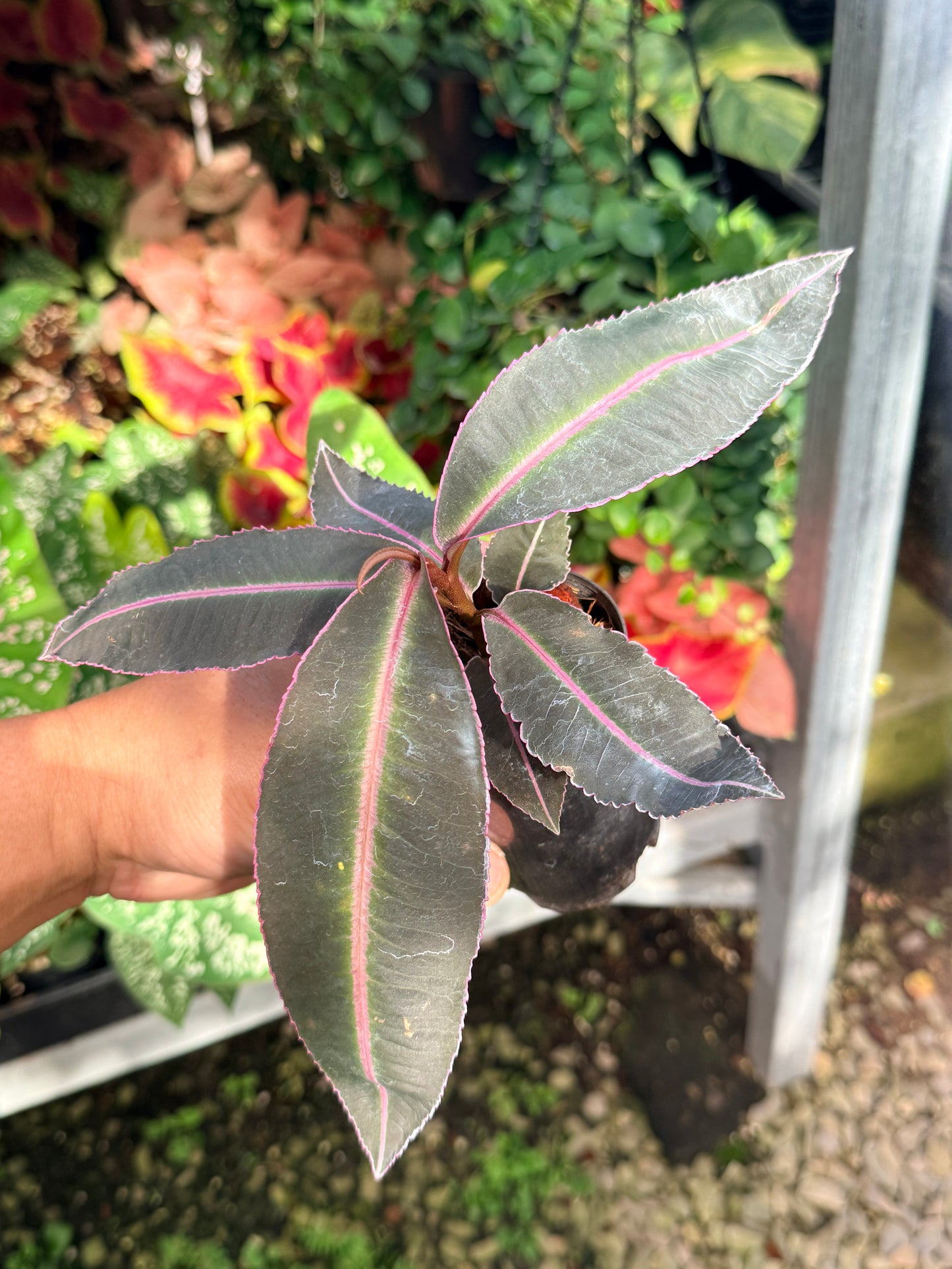 Labisia 'Pumila' M11
