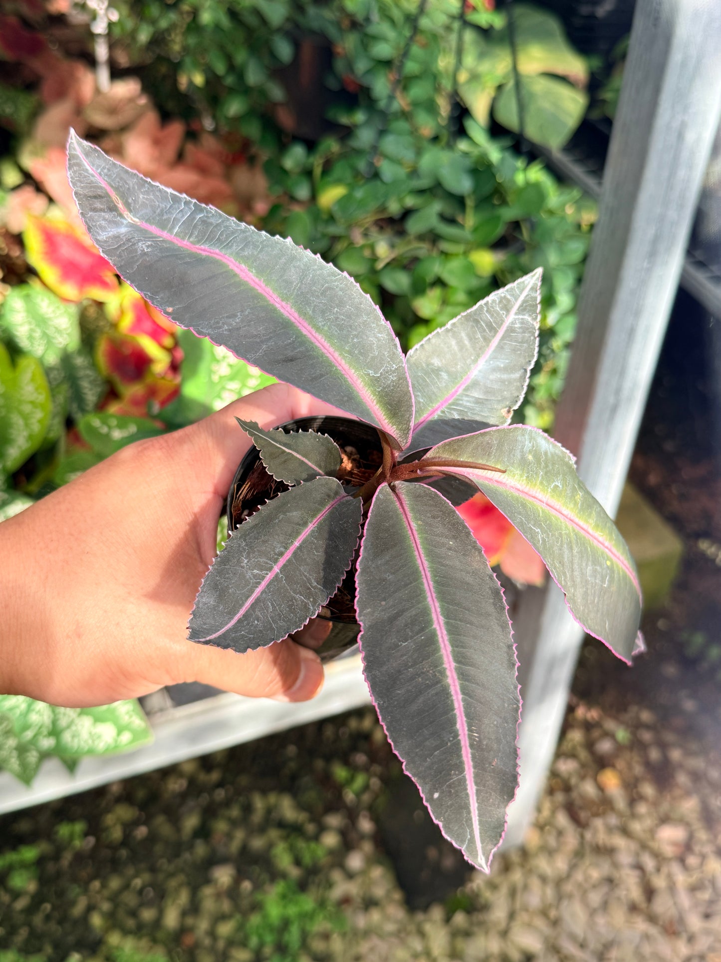 Labisia 'Pumila' M11