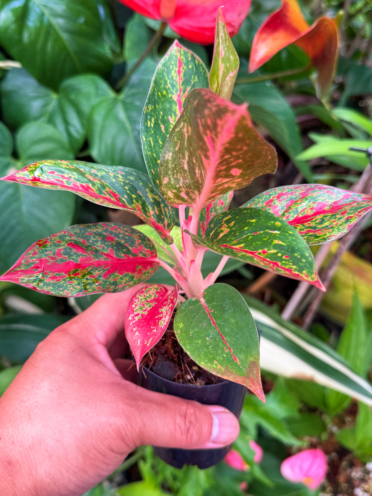 Aglaonema 'Fireworks' with Pup V45