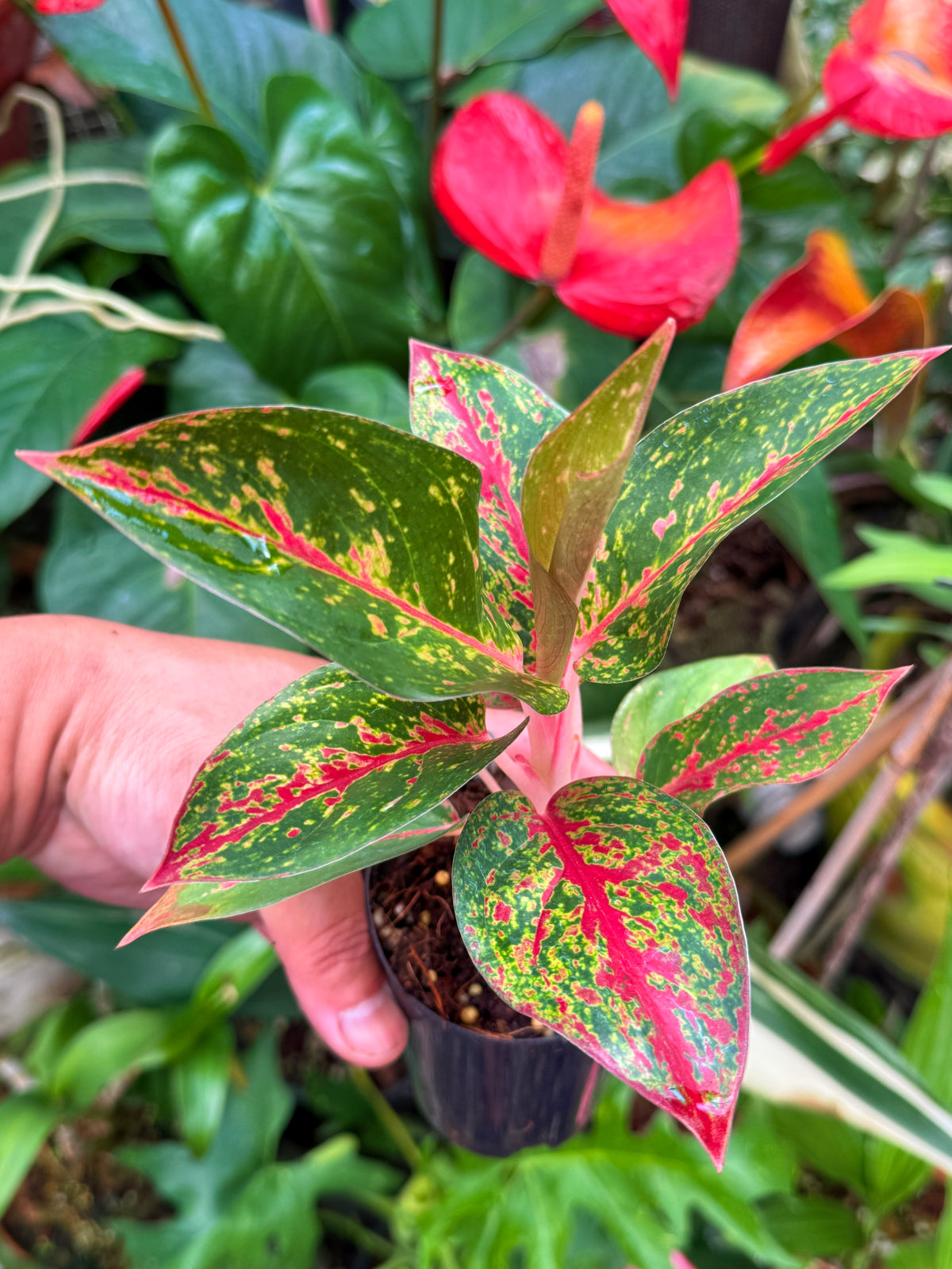 Aglaonema 'Fireworks' with Pup V45