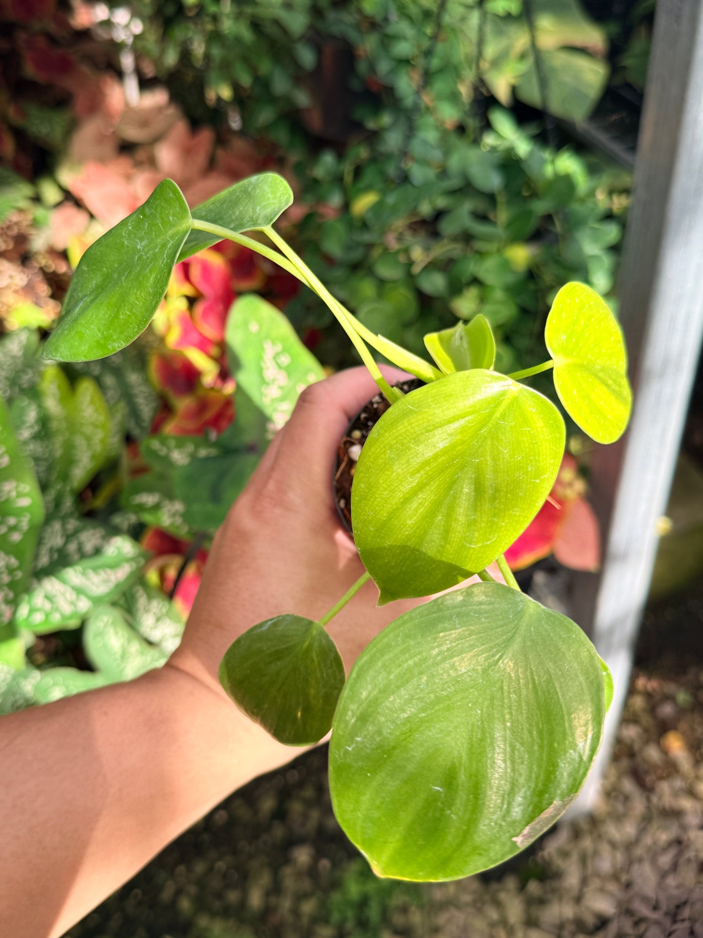 Philodendron Grazielae M13