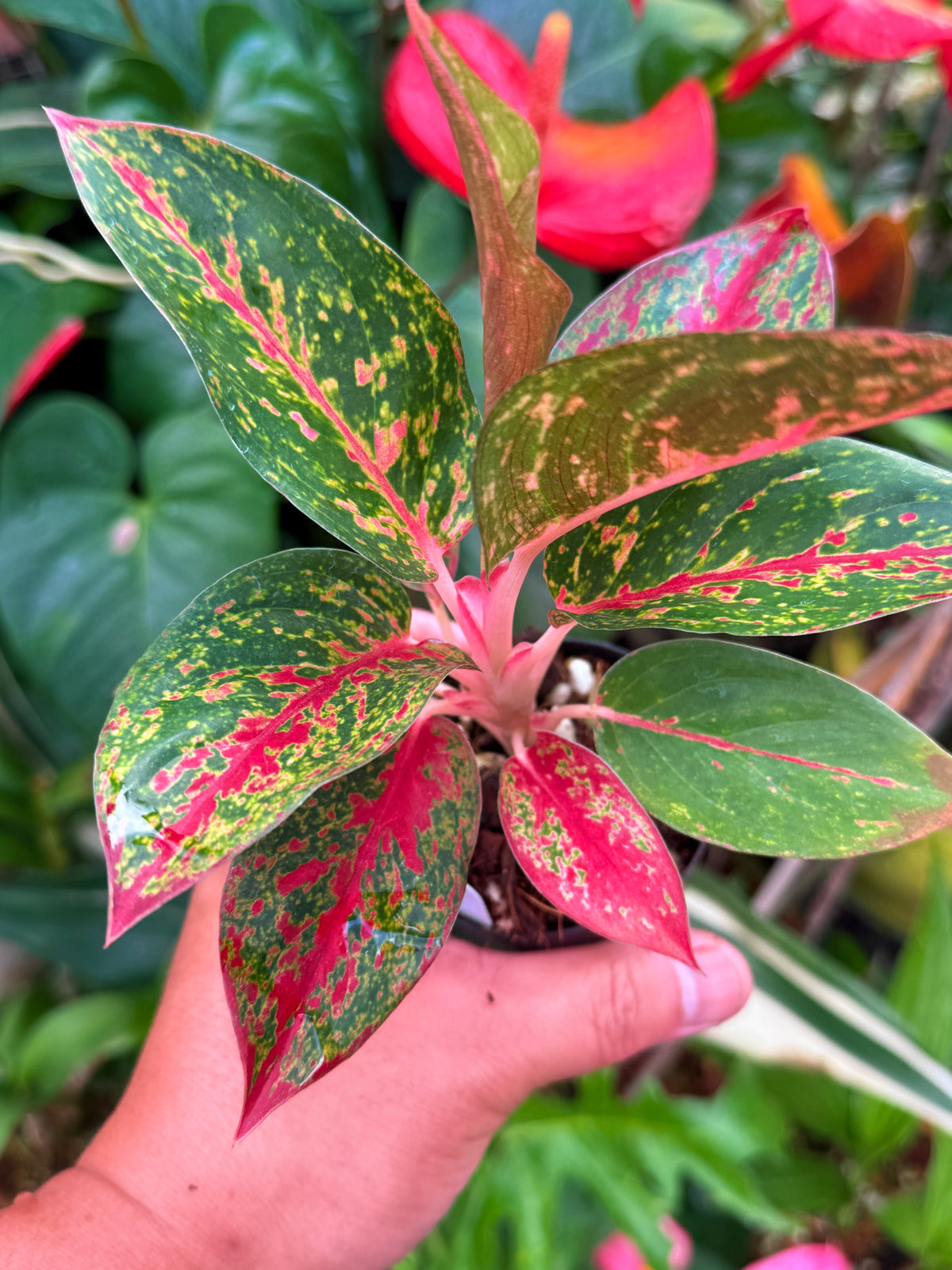 Aglaonema 'Fireworks' with Pup V45