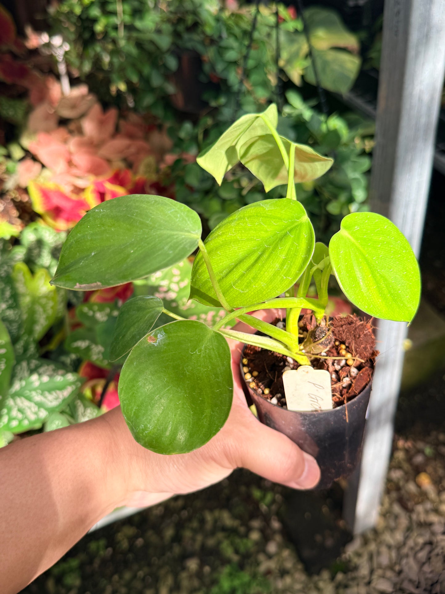 Philodendron Grazielae M13