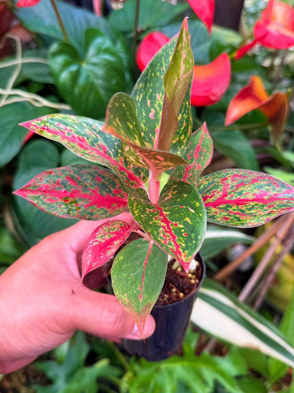Aglaonema 'Fireworks' with Pup V45