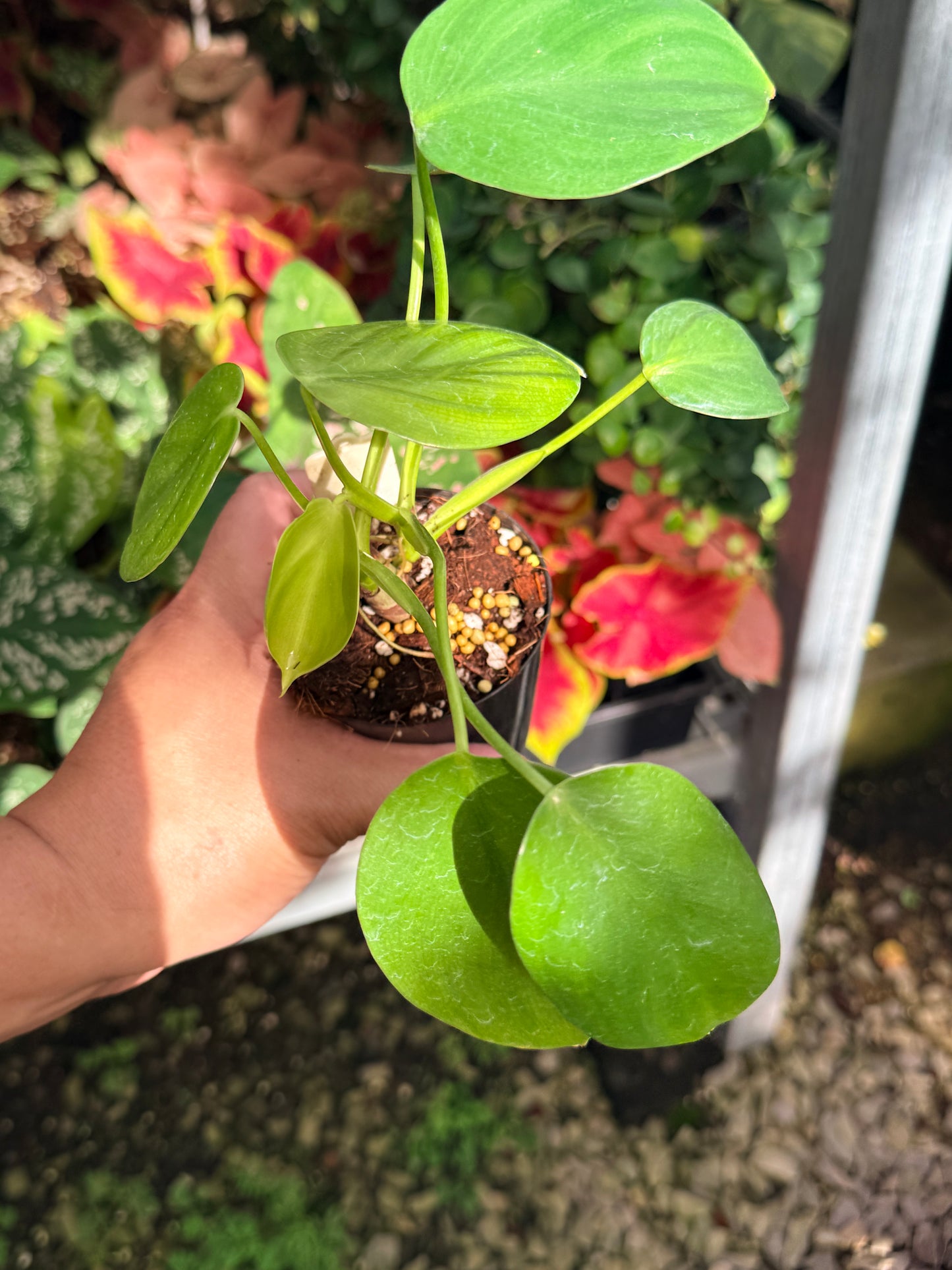 Philodendron Grazielae M13