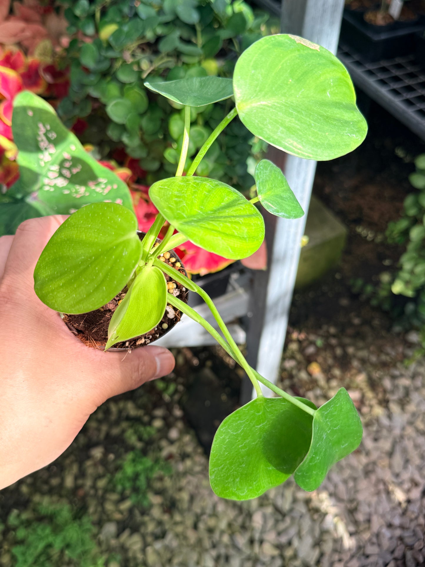Philodendron Grazielae M13