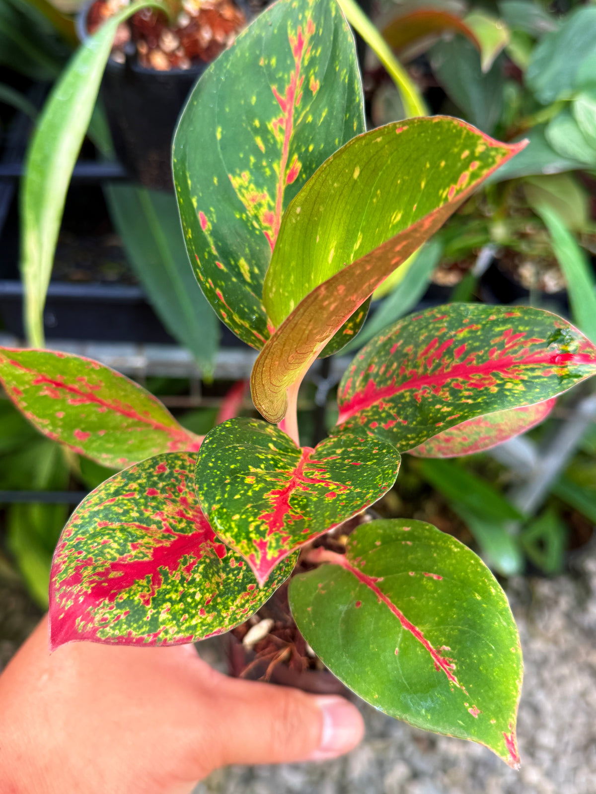 Aglaonema 'Fireworks' V40