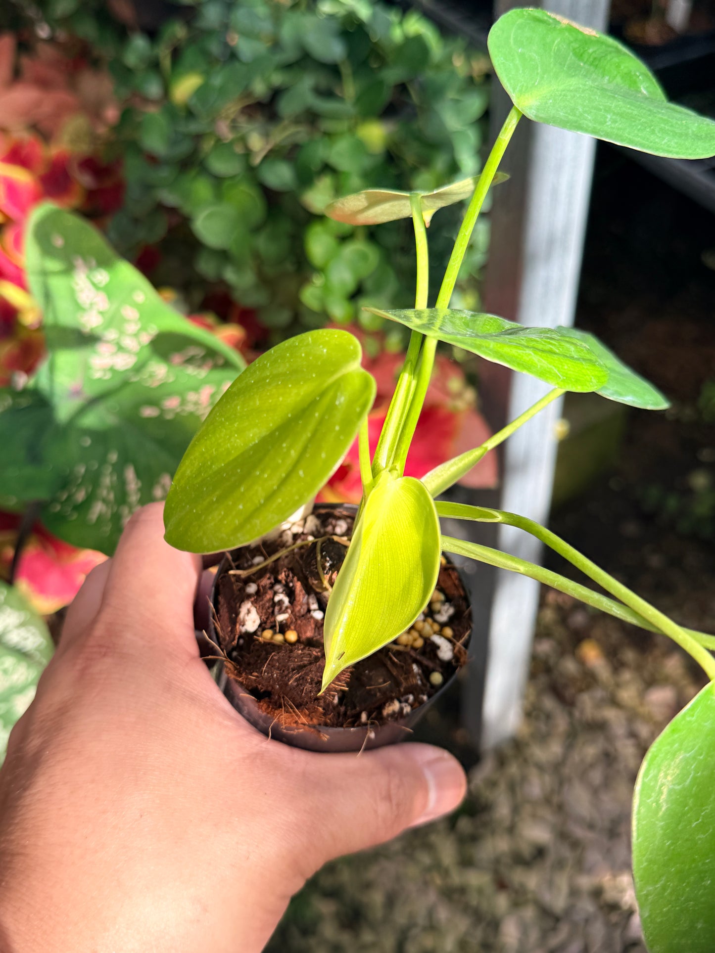 Philodendron Grazielae M13