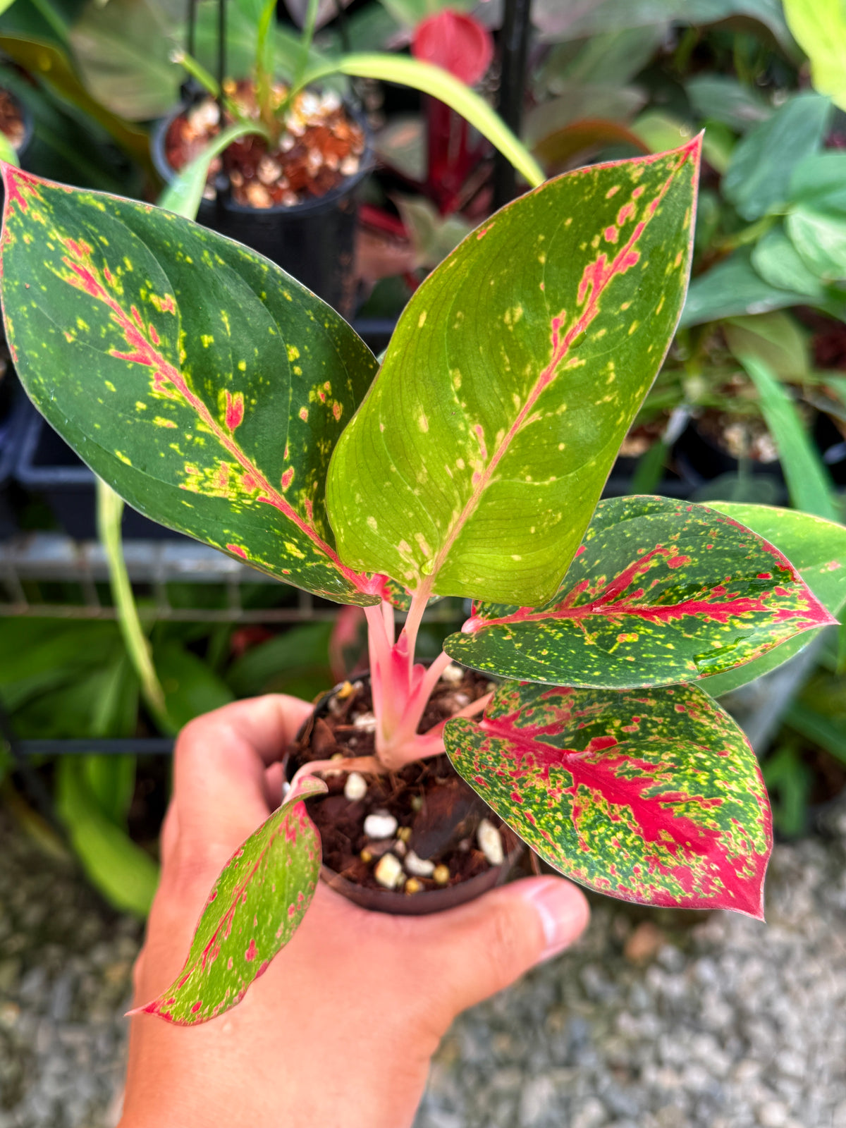 Aglaonema 'Fireworks' V40