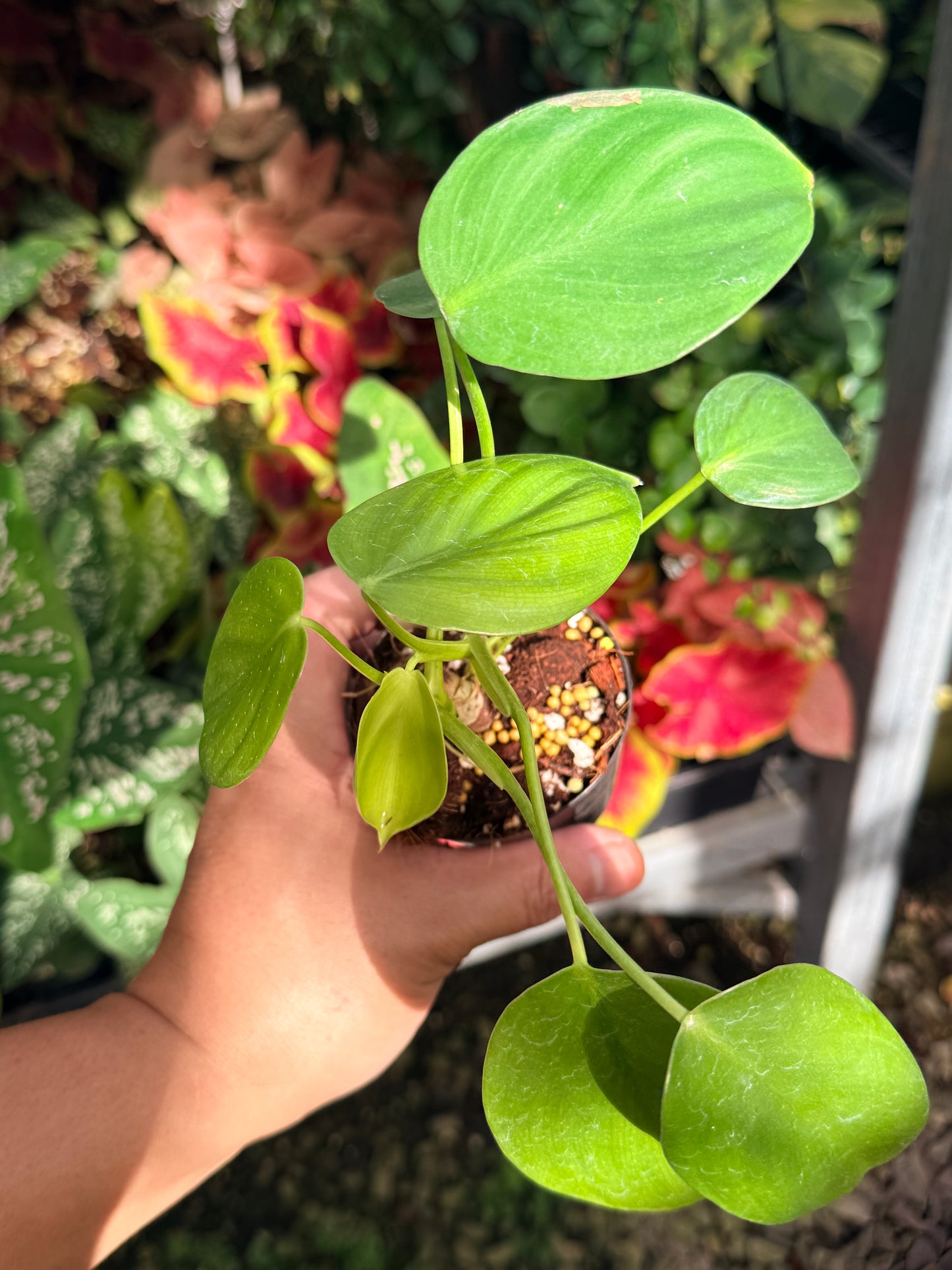 Philodendron Grazielae M13