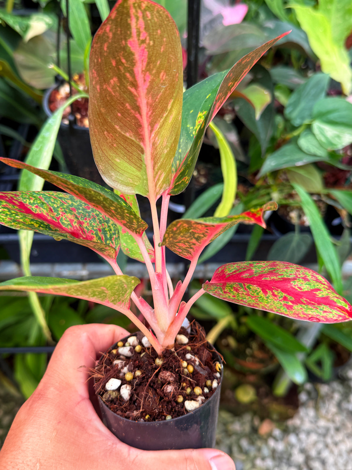Aglaonema 'Fireworks' V40