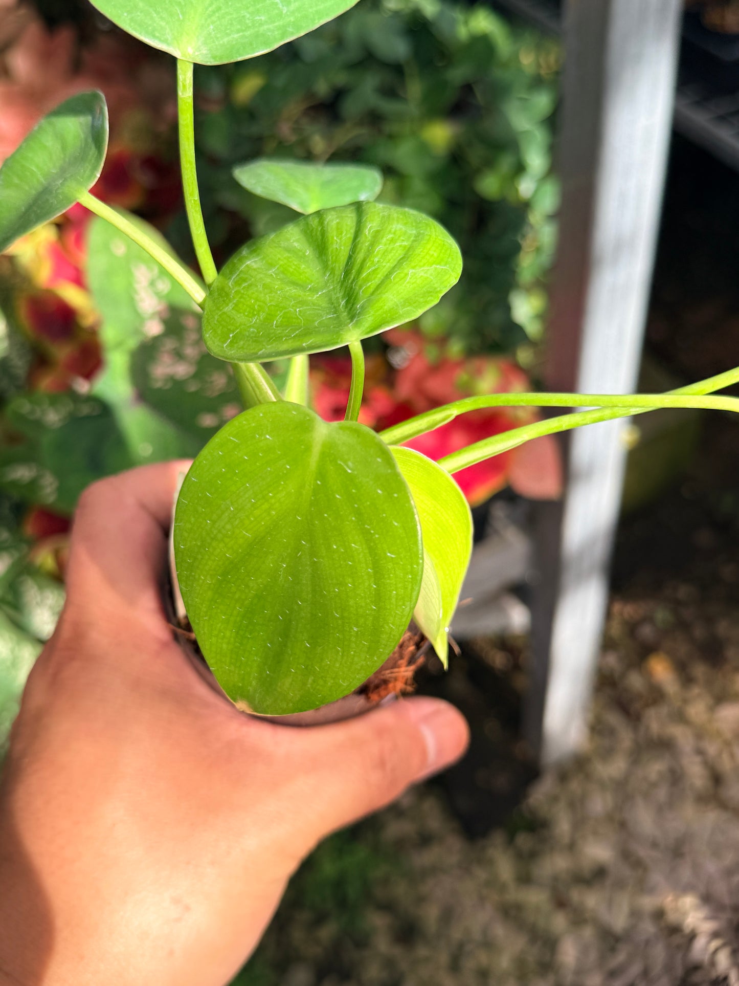 Philodendron Grazielae M13