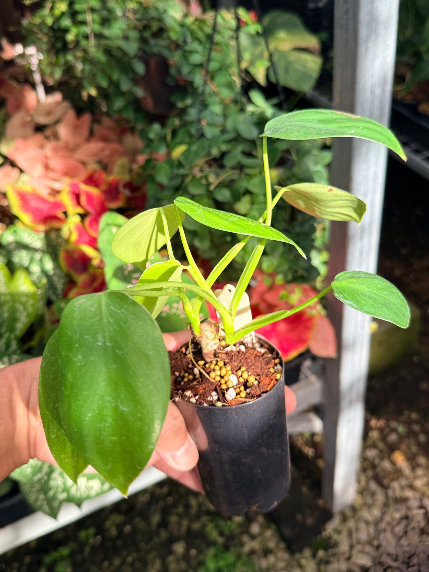 Philodendron Grazielae M13