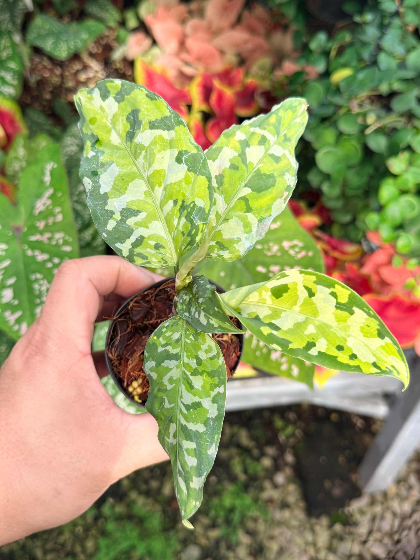 Aglaonema 'Pictum Tricolor' NONTC M6