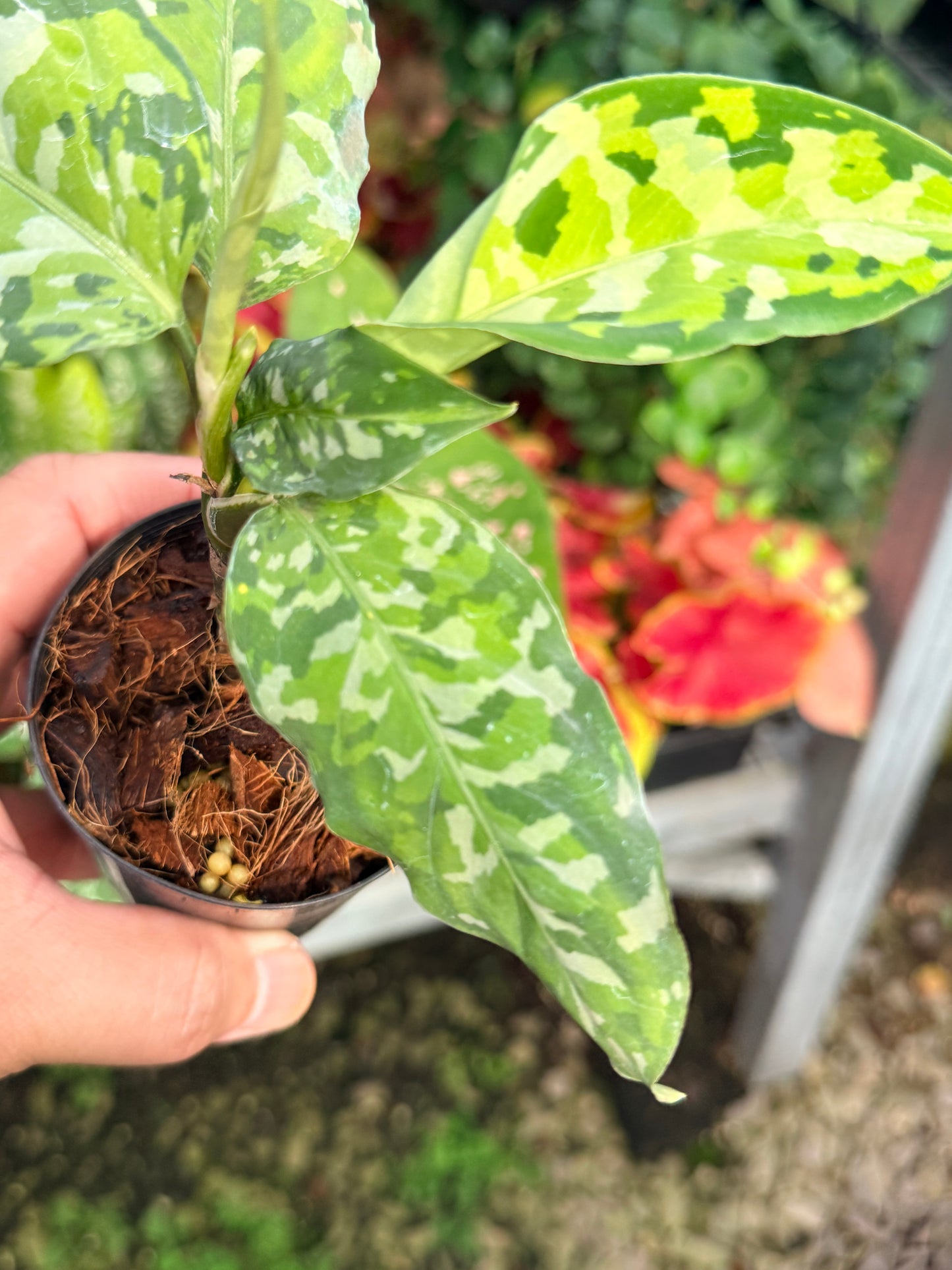 Aglaonema 'Pictum Tricolor' NONTC M6