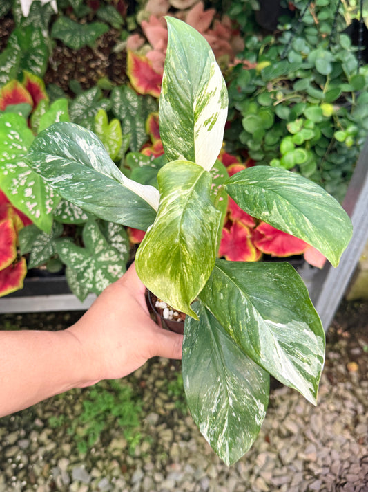 Monstera lechleriana Variegated M12