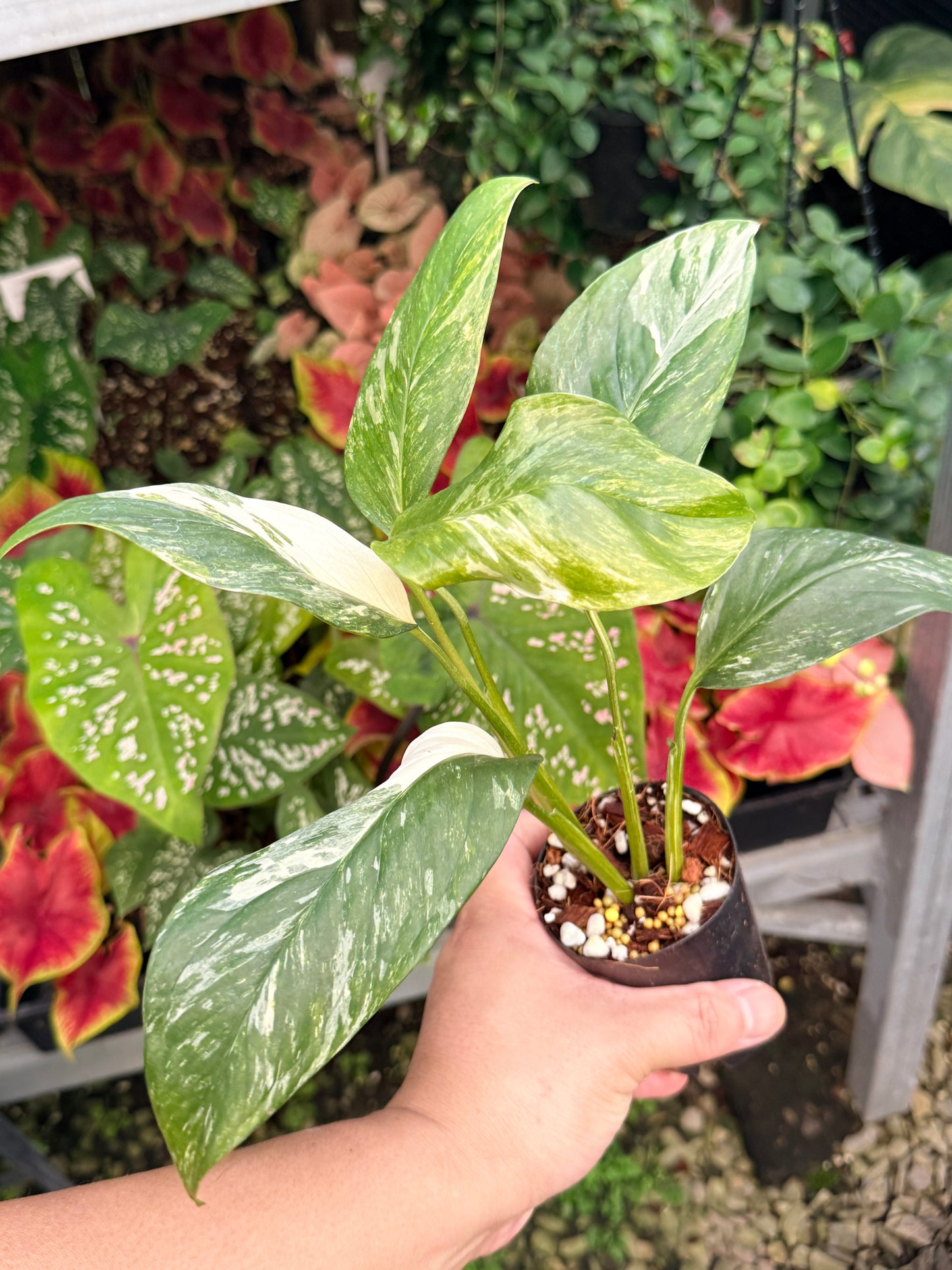 Monstera lechleriana Variegated M12
