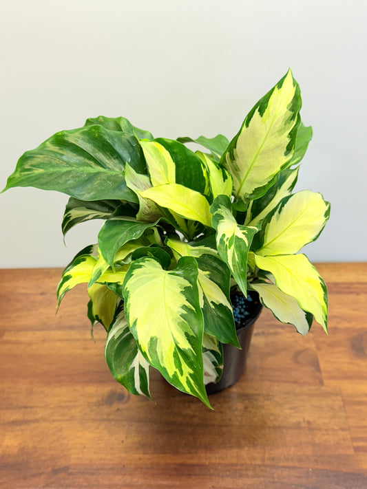 Calathea Thai Beauty Hybrid M80