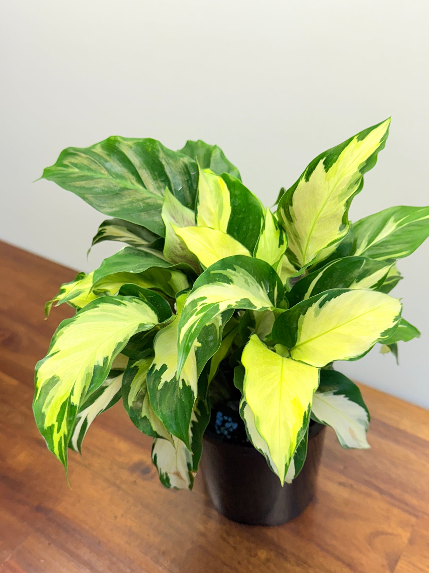 Calathea Thai Beauty Hybrid M80