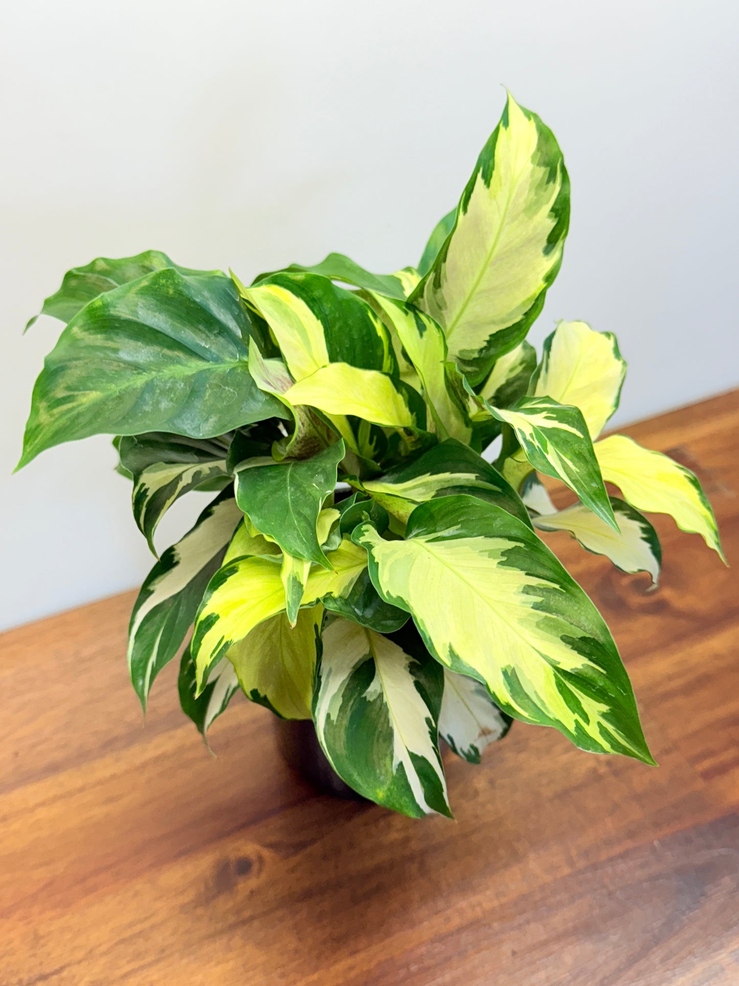 Calathea Thai Beauty Hybrid M80