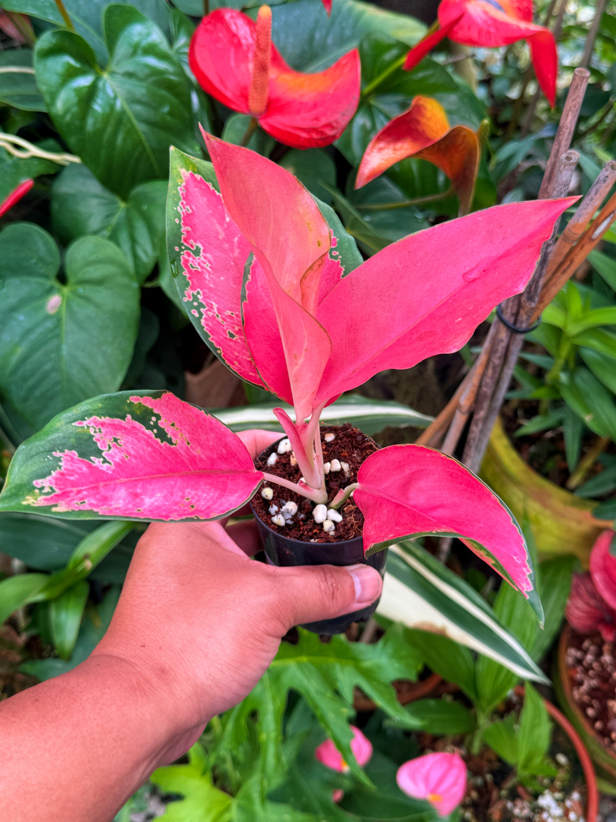 Aglaonema 'Red Thai' V35