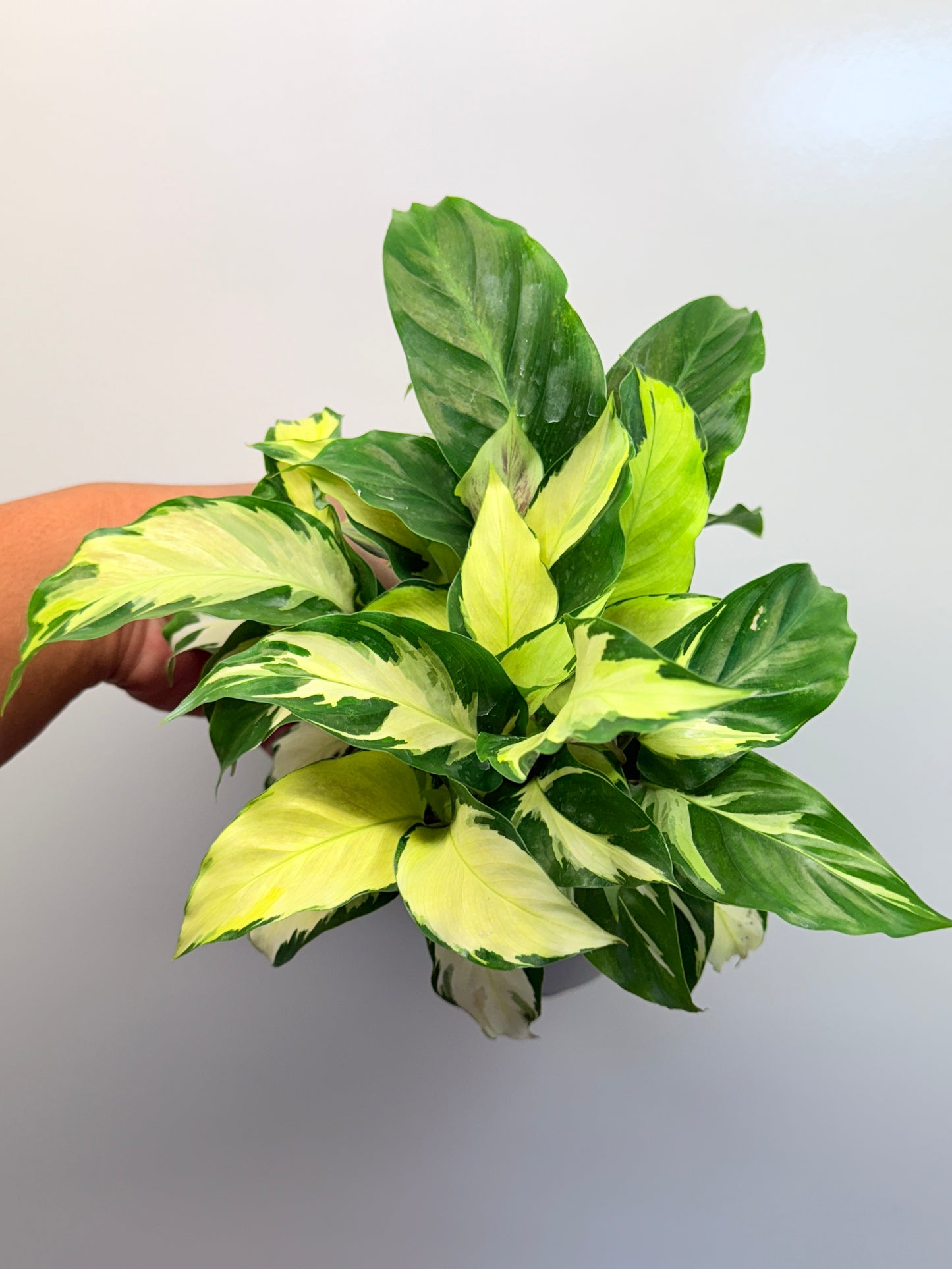 Calathea Thai Beauty Hybrid M80