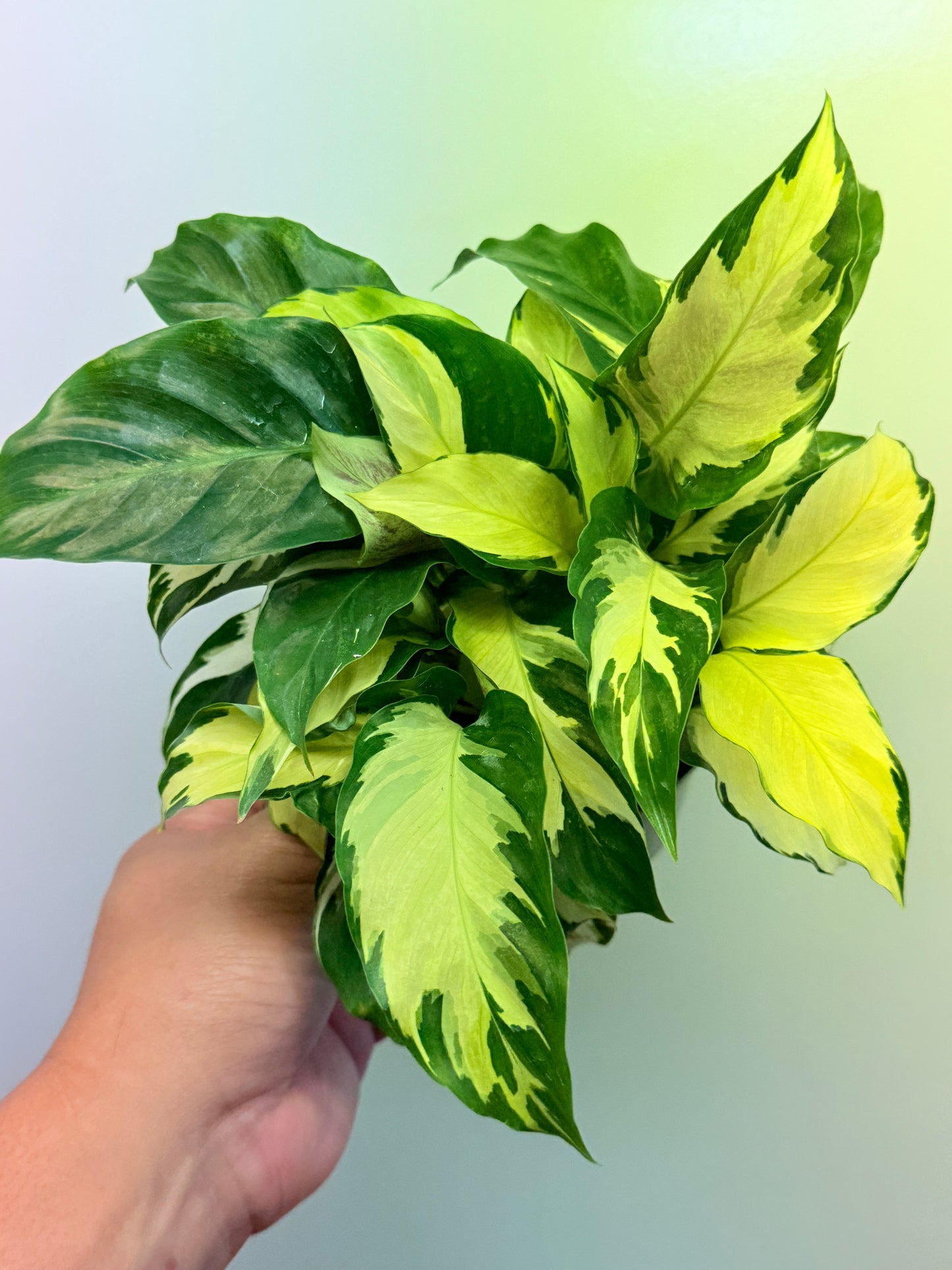 Calathea Thai Beauty Hybrid M80