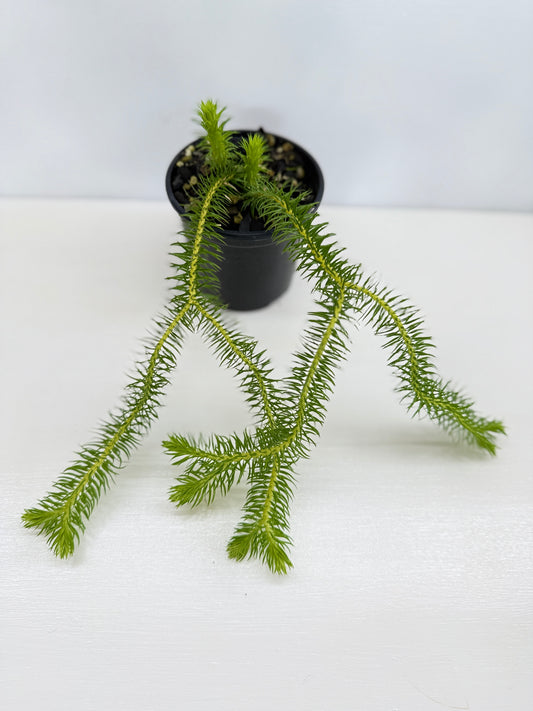 New Guinea Water Tassel Fern V22