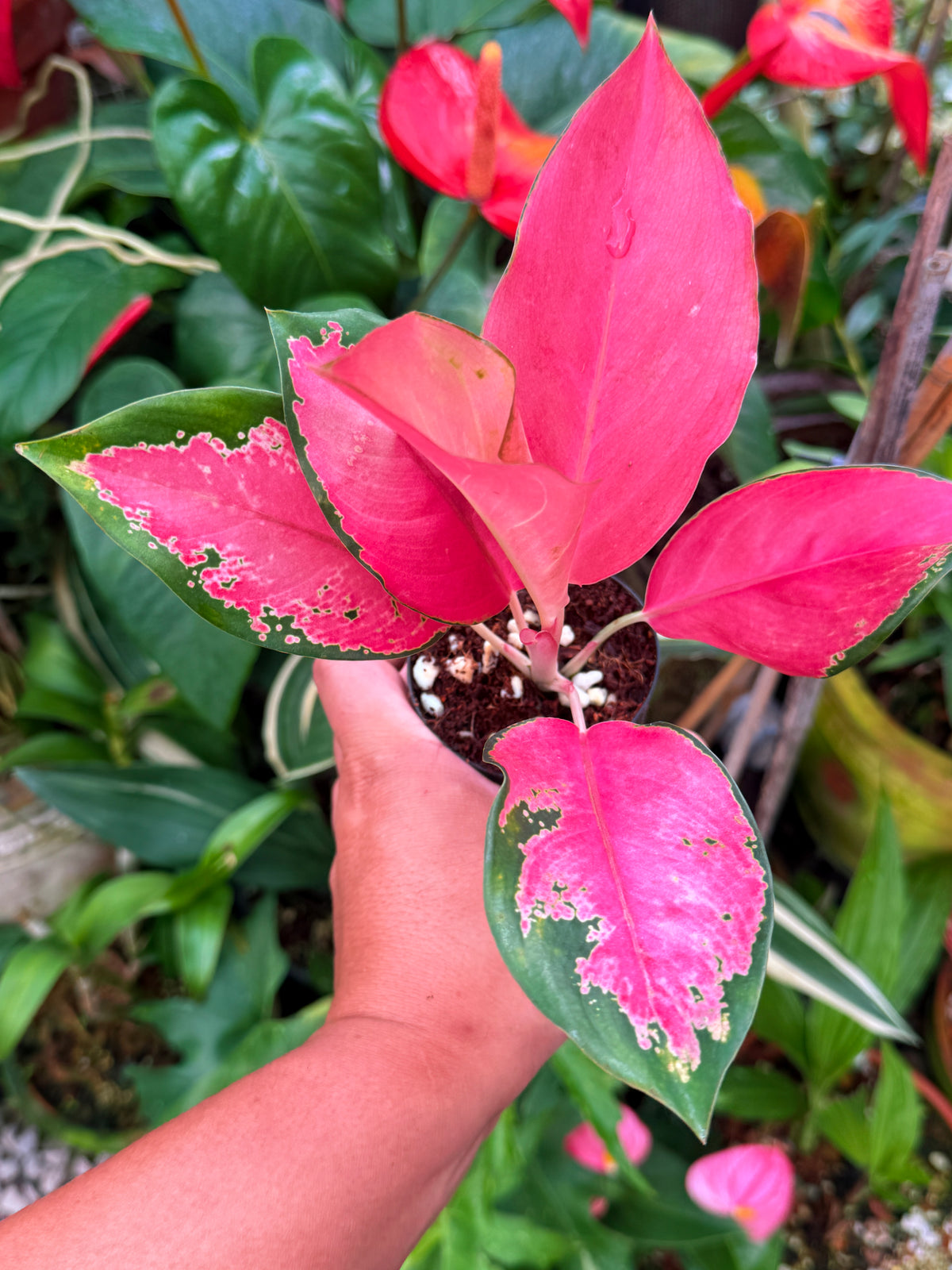 Aglaonema 'Red Thai' V35