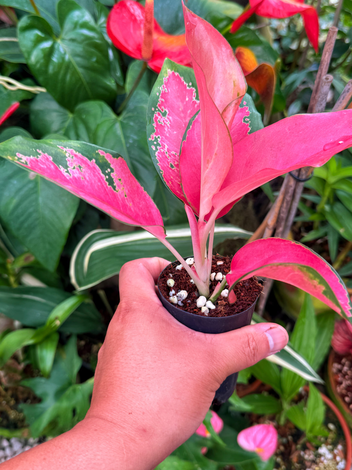 Aglaonema 'Red Thai' V35